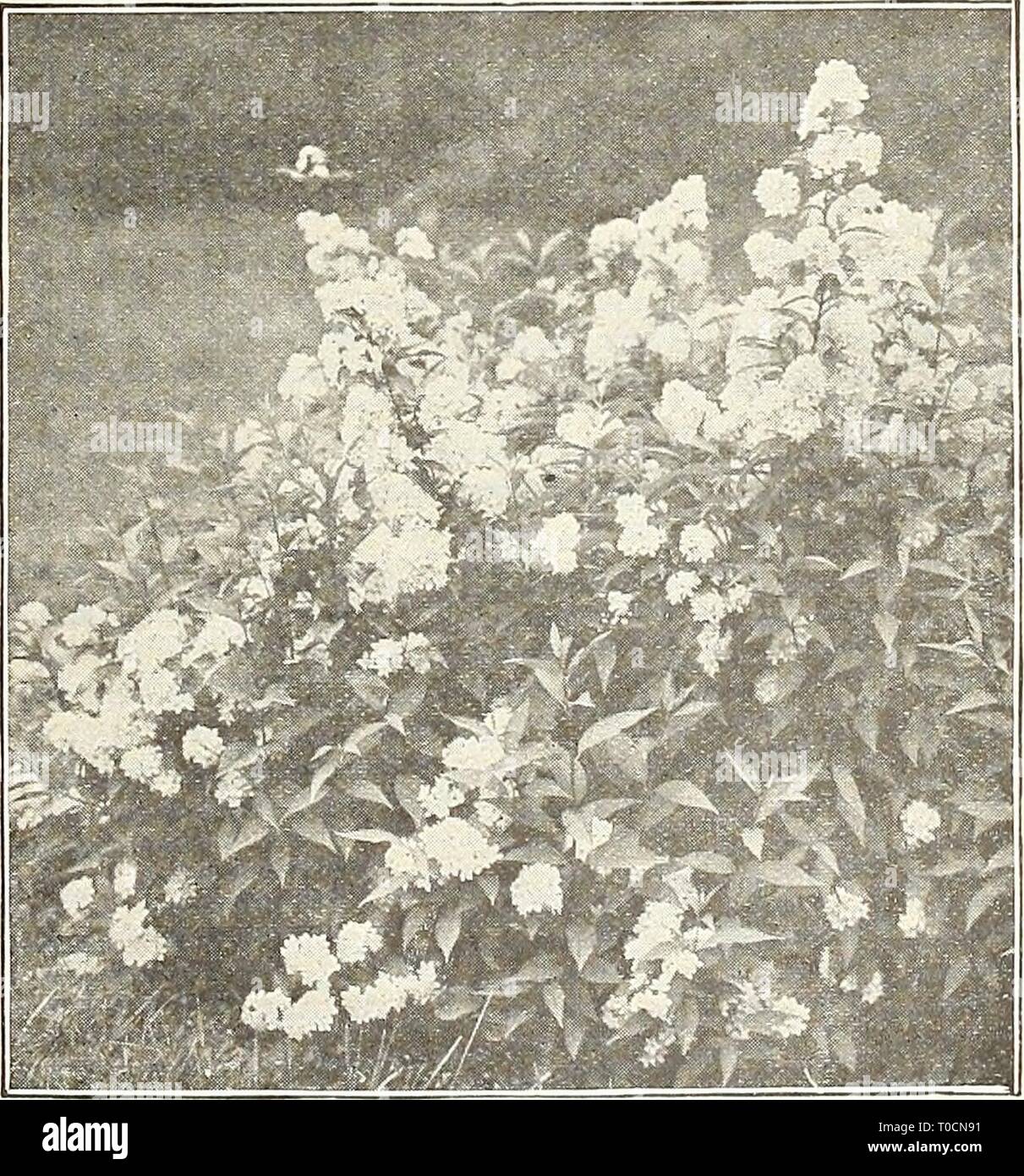 Dreer's garden book 1927 (1927) Dreer's garden book 1927 dreersgardenbook1927henr Year: 1927  Deutzia Crenata Magnifica Deutzias. Well-known profuse flowering Shrubs, blooming in spring or early summer. The dwarf varieties are desirable for forcing under glass. — Candidissima plena. A fine tall, double white, 60 cts. each. — Crenata Magnifica. A most distinct variety with excep- tionally large corymbs of pure white double flowers, produced in wonderful profusion. 60 cts. each. — Crenata Mirabilis (New). Of very vigorous habit, the long branches carry enormous pyramidal panicles of upright milk Stock Photo