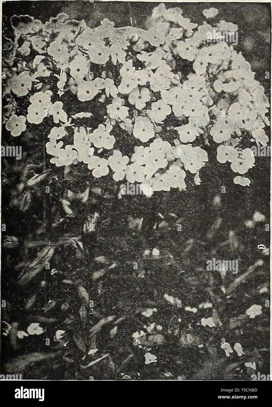 Dreer's garden book 1918 (1918) Dreer's garden book 1918 dreersgardenbook1918henr Year: 1918  1 -HBHarAPRgR:.-PHIIADELPHIA'.-PA- ^ST HARDY PERiMMlAL PLANTS 207    PHLOX AKENDSI A new race of Hardy Phlox which originated through the suc- cessful crossing of the early flowering popular Phlox Divaricata Canadensis with the showy hardy varieties of Phlox Decussata. The plants are of vigorous, branching habit, growing according to the variety, from 12 to 24 inches high. Coming into flower during the latter part of May, they continue in good condition for nearly two months, producing a mass of flowe Stock Photo