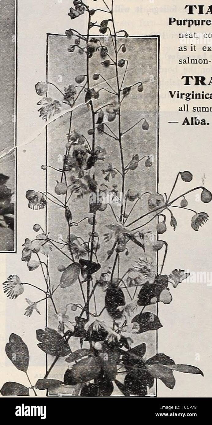 Dreer's garden book 1918 (1918) Dreer's garden book 1918 dreersgardenbook1918henr Year: 1918  THALICTRUM DlPTEROCARPUM Thalictrum (Meadow Rue) Thalictrum (Meadow Rue) Very graceful, pretty flowered plants, with finely cut foliage; great favorites for planting in the hardy border; the dwarfer varieties also being effective and useful in the rockery. (See cut.) Adiantifoliuttl. A beautiful variety, with foliage like the Maiden Hair Fern and miniature white flowers in June and July; 1£ to 2 feet. Aquilegifolium atropurpureum. Elegant, graceful foli- age and masses of rosy-purple flowers; May to J Stock Photo