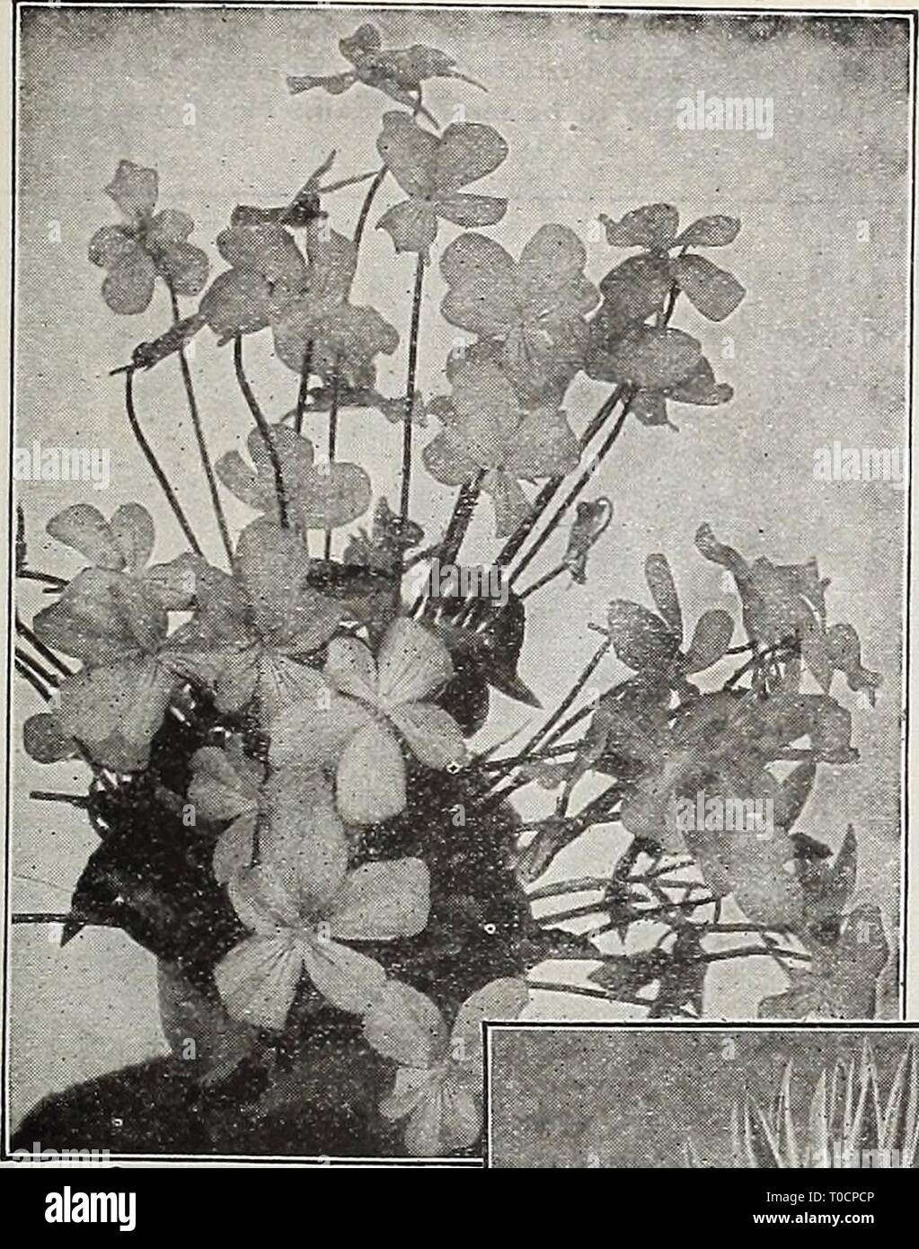 Dreer's garden book 1918 (1918) Dreer's garden book 1918 dreersgardenbook1918henr Year: 1918  Bjjji PHILADELPHIA 1 IjpARDY PEREMIJIAL PbANn'f|ffl 219    Viola Cornuta Purpurea Viola Cornuta Purpurea, or G. Wermig A variety of the tufted Pansy, forming clumps that are a sheet of bloom the entire season, and a most attractive subject for the border; the flowers, which in general appearance closely resemble the Prin- cess of Wales Violet, make it a splendid substitute for the latter during the sum- mer months when these are not to be had. (See cut.) 15 cts. each; $1.50 per doz. HARDY VIOLETS The Stock Photo