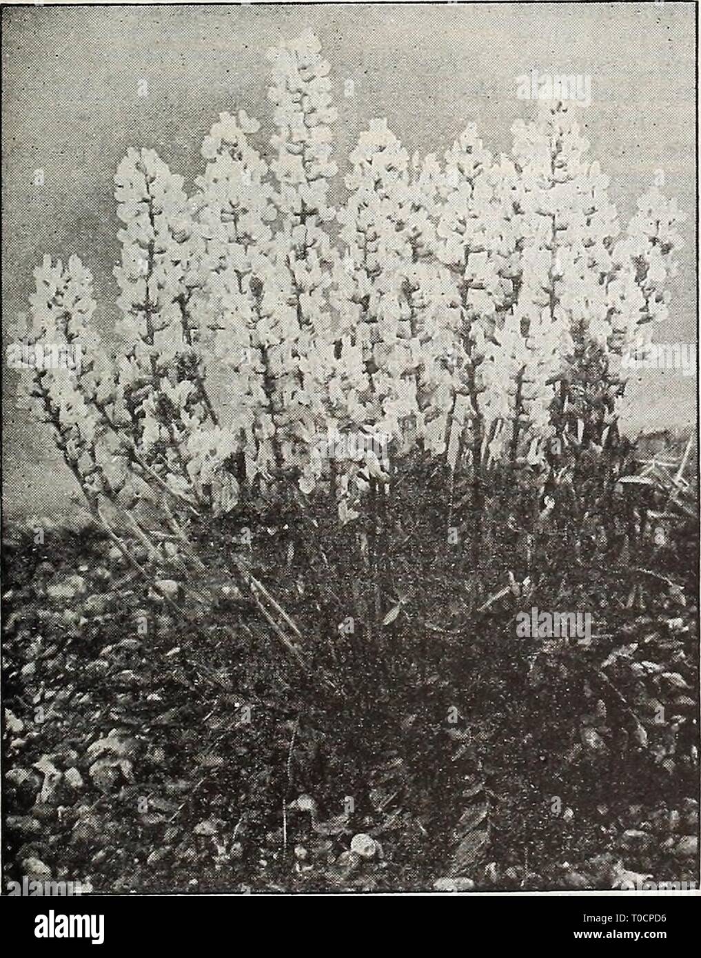 Dreer's garden book 1917 (1917) Dreer's garden book 1917 dreersgardenbook1917henr Year: 1917  Oxytropis Hyerida Grandiflora MONTBRETIA CKllOtliera (Evening Primrose). The Evening Primroses are elegant sub- jects for growing in an exposed, sunny posi- tion, either in the border or on the rockery, blooming the greater part of the summer. Csespitosa. Large, pure white, changing Monarda Didyma to rose; 1 foot- Missouriensis. Large golden yellow; 1 foot. Pilgrimi. Large clusters of bright yellow flowers. Speciosa. Pure white flowers 3 inches across; 18 inches. 20 cts. each; $2.00 per doz.; $12.00 p Stock Photo