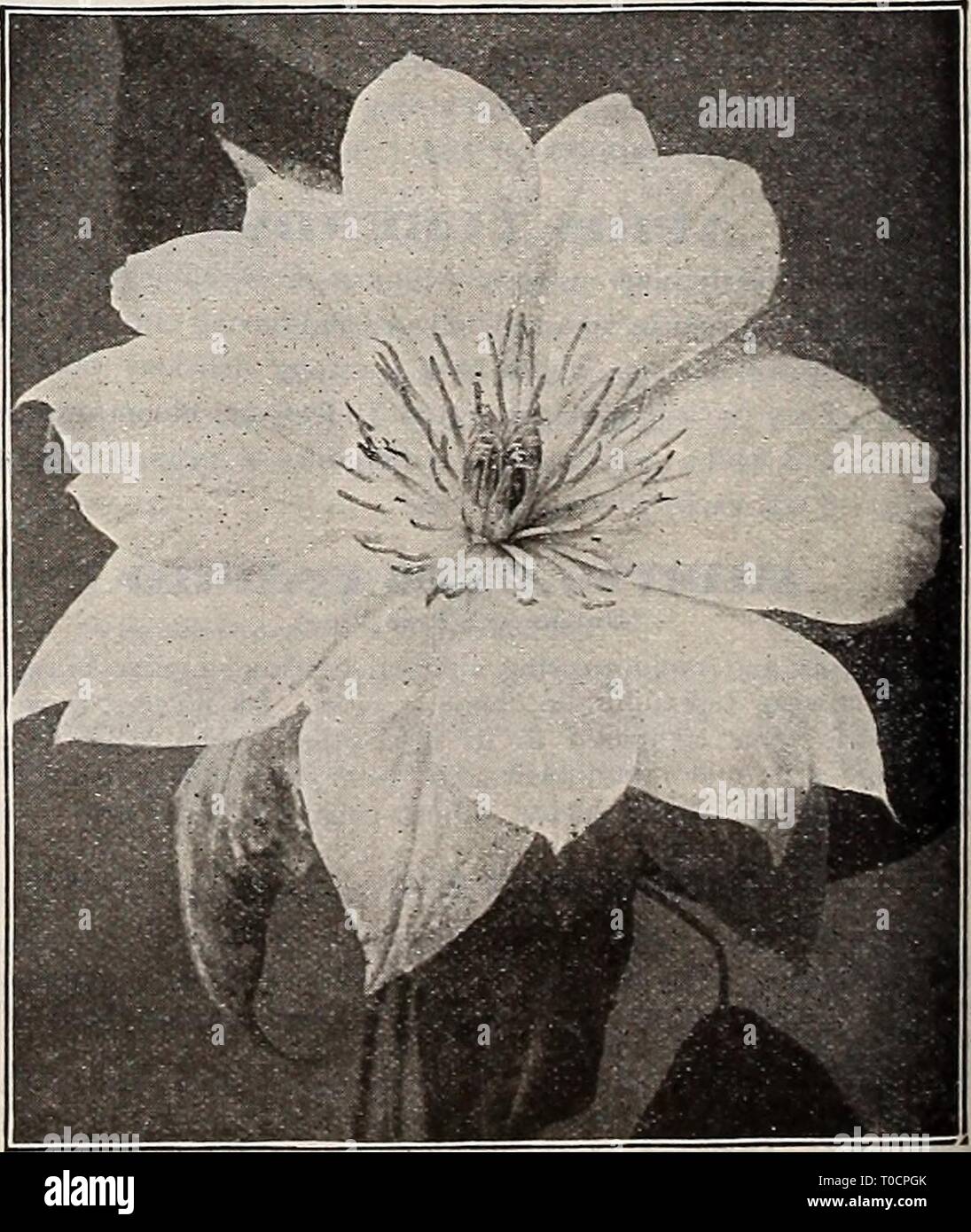 Dreer's garden book 1918 (1918) Dreer's garden book 1918 dreersgardenbook1918henr Year: 1918  VARIOUS HARDY CLEMATIS Coccinea. Handsome bell-shaped flowers of a bright coral-red color from June until frost. 25 cts. each; $2.50 per doz. Crispa. Bears an abundance of pretty bell-shaped, fragrant, lavender flowers, with white centre, from June until frost. 25 cts. each; $2.50 per doz. Hontana Qrandiflora. Of stronger growth than any other Clematis, and succeeds under the most adverse conditions, and is perfectly hardy. Its flowers, which resemble the Anemone or Windflower, are snow-whitej ]£ to 2 Stock Photo