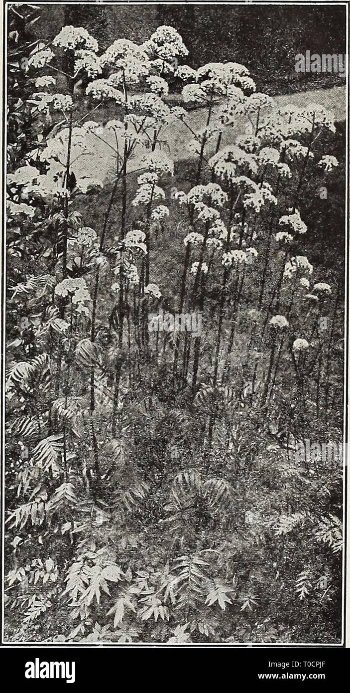 Dreer's garden book 1917 (1917) Dreer's garden book 1917 dreersgardenbook1917henr Year: 1917  EMRTADREER-PHILADELPHIA-RA' ^aHARDY PERENNIAL PLANTSâ¢ i 243 TUNICA. Saxifraga. A pretty tufted plant with light pink flowers; produced all summer; useful either for the rockery or the border. 25 cts. each; $2.50 per doz. VALERIANA (Valerian). 'Coccinea. Showy heads of reddish flowers; June to October; 2 feet. ââ Alba. A white-flowered form. Officinalis {Hardy Garden Heliotrope). Produces showy heads of rose-tinted white flowers during June and July, with strong heliotrope odor; 3 to 4 feet. (See cut. Stock Photo