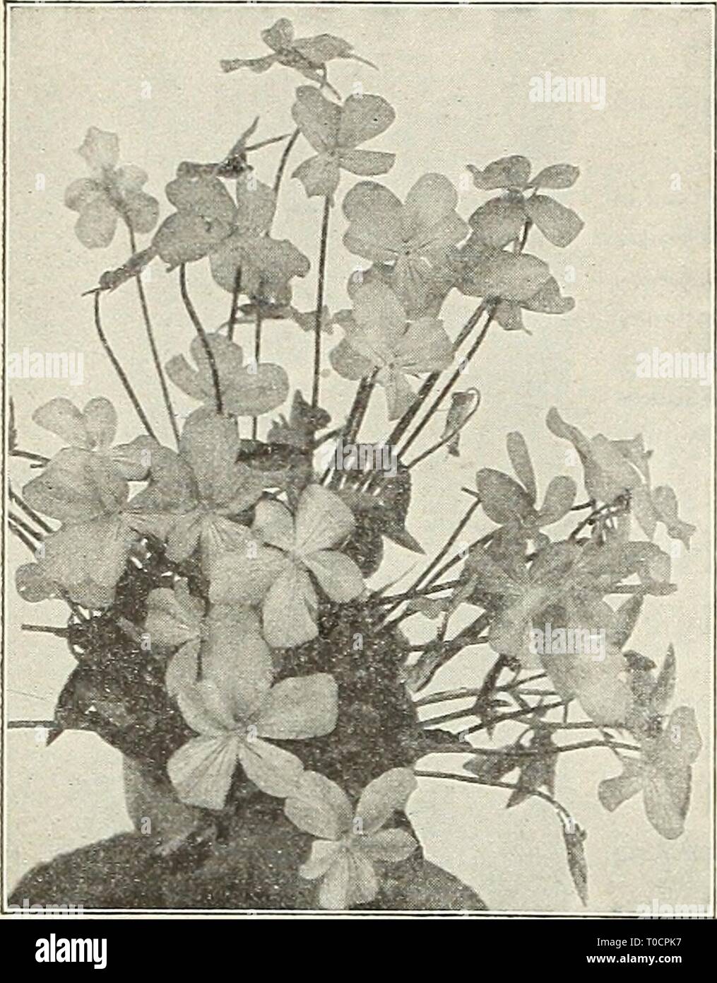 Dreer's garden book 1916 (1916) Dreer's garden book 1916 dreersgardenbook1916henr Year: 1916  244 nil iHMTADRHR -PHILADELPHIAt|»pw PEREMMIAL PLANTS    Viola Corkuta Purpurea TIOLA CORNUTA PUR- PUREA, OR, G. WERMIG. A variety of the tufted Pans}7, forming clumps that are a sheet of bloom the entire season, and a most attractive subject for the border; the flowers, which in general appearance closely resembles the Princess of Wales Violet, make it a splendid substitute for the latter during the summer months when these are not to be had. (See cut). 15 cts. each; §1.50 per doz.; per 100. HARDY VI Stock Photo