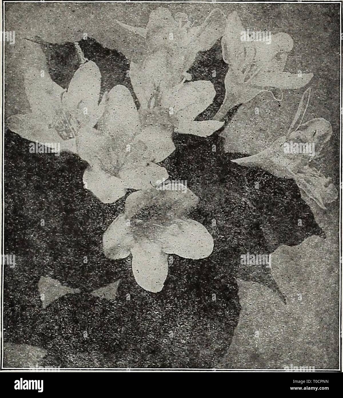 Dreer's garden book 1917 (1917) Dreer's garden book 1917 dreersgardenbook1917henr Year: 1917  CHOICE HARDY5MRUBS 255    Weigelia Rosea Weigelia Candida. Fine pure white; flowers of large size. 30 cts. each. — Rosea. Soft rosy carmine. 30 cts. each. — Rosea Nana Variegata. Beautiful, clearly defined varie- gation of green, yellow and pink in its leaves; flowers delicate rose-pink. 30 cts. each. — Eva Rathke. The finest Weigelia in cultivation; flower- ing continuously throughout the summer and autumn; of a rich ruby carmine. 30 cts. each. NOTE.—Shrubs will be shipped on receipt of orders or as  Stock Photo