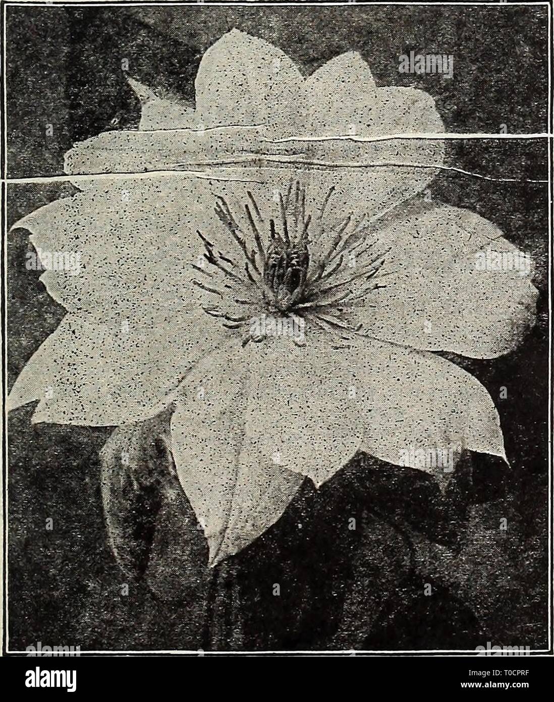 Dreer's garden book 1917 (1917) Dreer's garden book 1917 dreersgardenbook1917henr Year: 1917  VARIOUS HARDY CLEMATIS. Coccinea. Handsome bell-shaped flowers of a bright coral-red color from Tune until frost. 25 cts. each; $2.50 per doz. Crispa. Bears an abundance of pretty bell-shaped, fragrant, lavender flowers, with white centre, from June until, frost. 25 cts. each; $2.50 per doz. riontana Grandiflora. Of stronger growth than any other Clematis, and succeeds under the most adverse conditions, and is perfectly hardy. Its flowers, which resemble the Anemone or Windflower, are snow-white, 1£ t Stock Photo