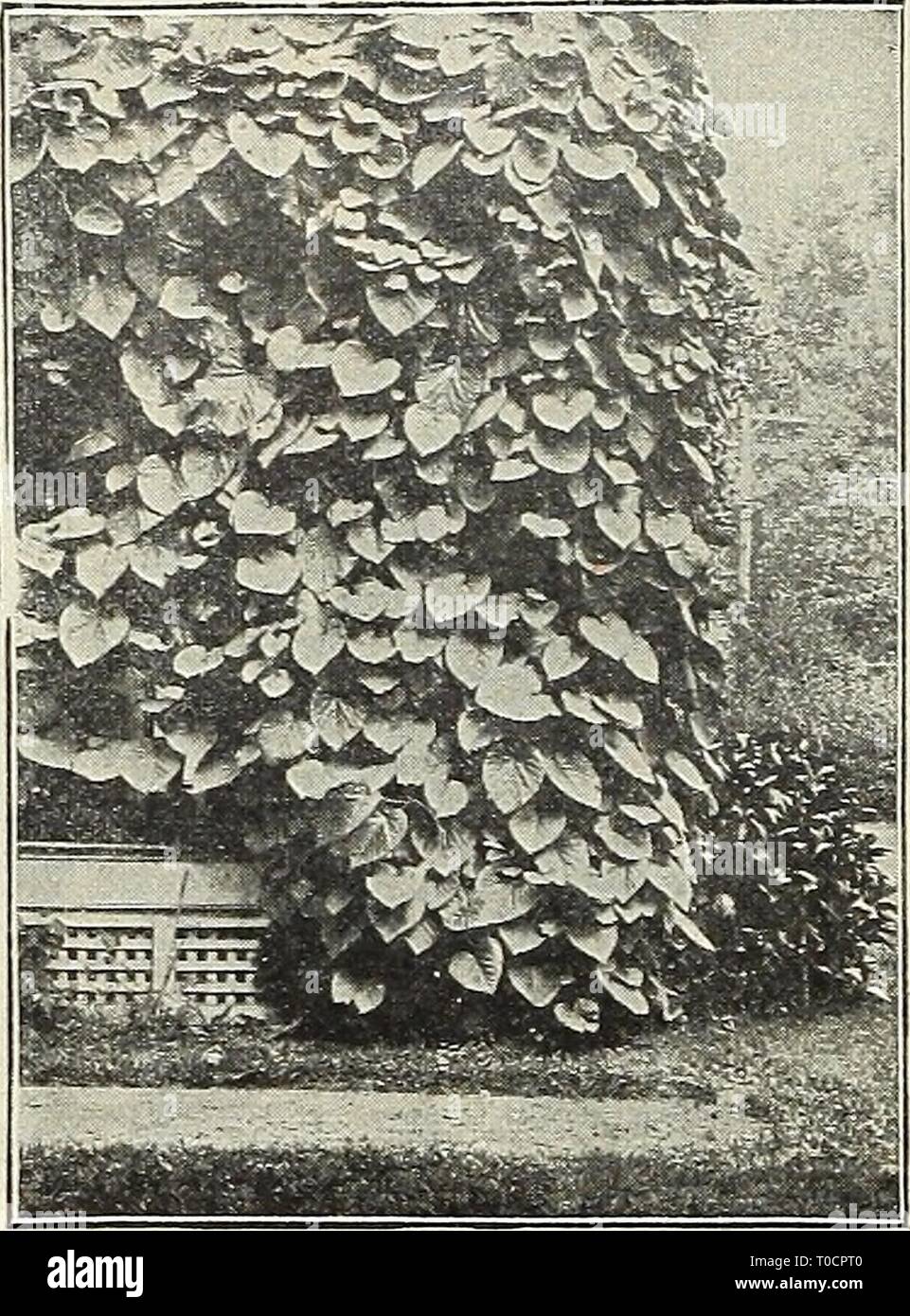 Dreer's garden book 1916 (1916) Dreer's garden book 1916 dreersgardenbook1916henr Year: 1916  Aristolochia Sipho Ampelopsis Veitchi Ampelopsis Veitchi. (Boston Ivy, or Japan Ivy.) The most popular climbing plant for cov- ering brick, stone or wooden walls, trees, etc.; when it becomes established it is of very rapid growth, and clings to the smooth- est surface with the tenacity of ivy; the fo- liage is of a rich olive green during the summer, changing to various shades of bright crimson and scarlet in the fall. In planting Ampelopsis of all kinds, the plants, if still in a dormant condition,  Stock Photo
