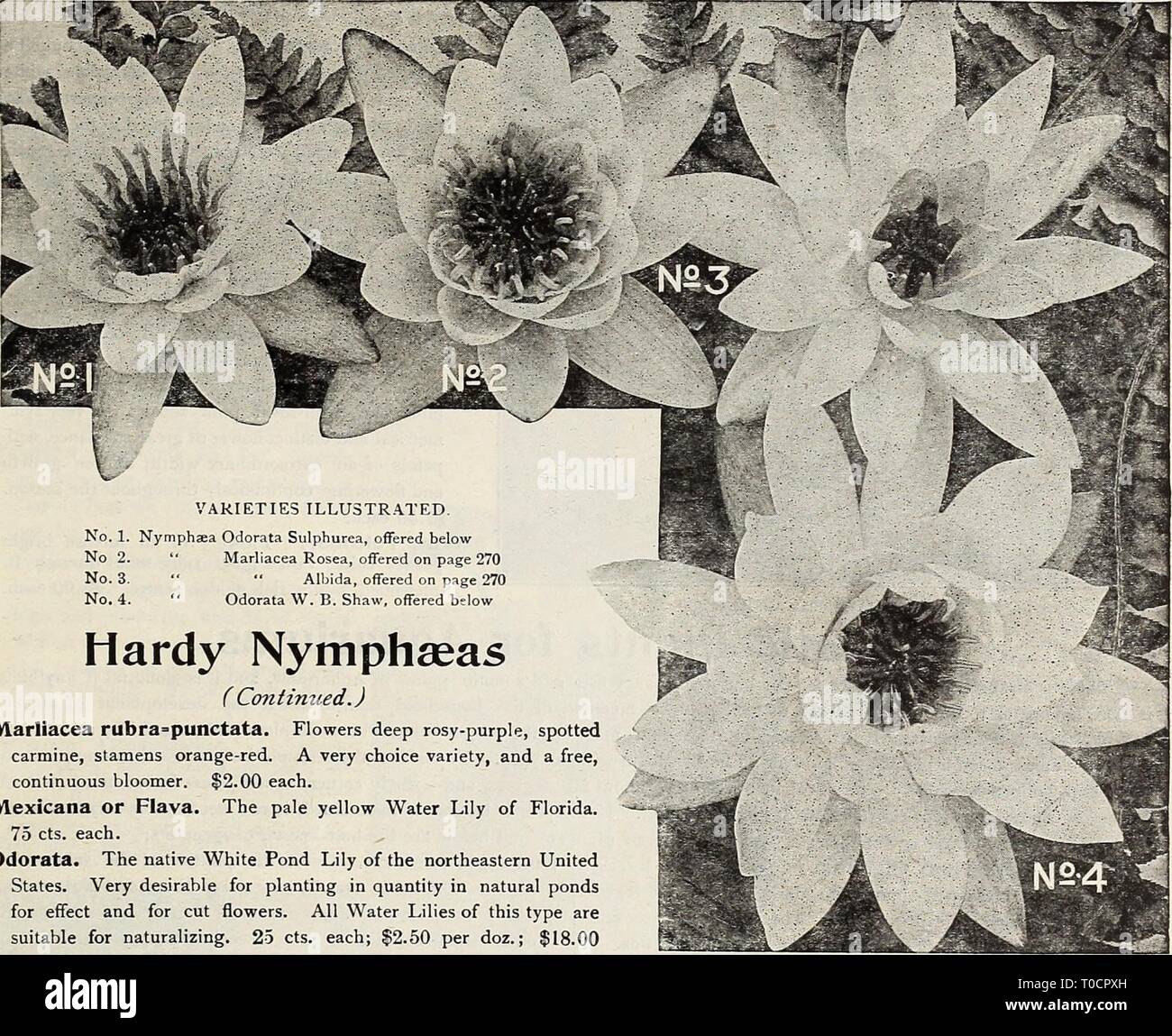 Dreer's garden book 1917 (1917) Dreer's garden book 1917 dreersgardenbook1917henr Year: 1917  HmRTADREER -PnilADtLPHIAfAm WATER LILIES*' AQUATICS- M ™    No. 1. Nymphaea Odorata Sulphurea, offered below No 2. ' Marliacea Rosea, offered on page 270 No. 3. ' •* Albida, offered on page 270 No. 4. ' Odorata W. B. Shaw, offered below Hardy Nymphseas ( Contimied.) Marliacea rubra=punctata. Flowers deep rosy-purple, spotted carmine, stamens orange-red. A very choice variety, and a free, continuous bloomer. $2.00 each. Mexicana or Flava. The pale yellow Water Lily of Florida. 75 cts. each. Odorata. T Stock Photo