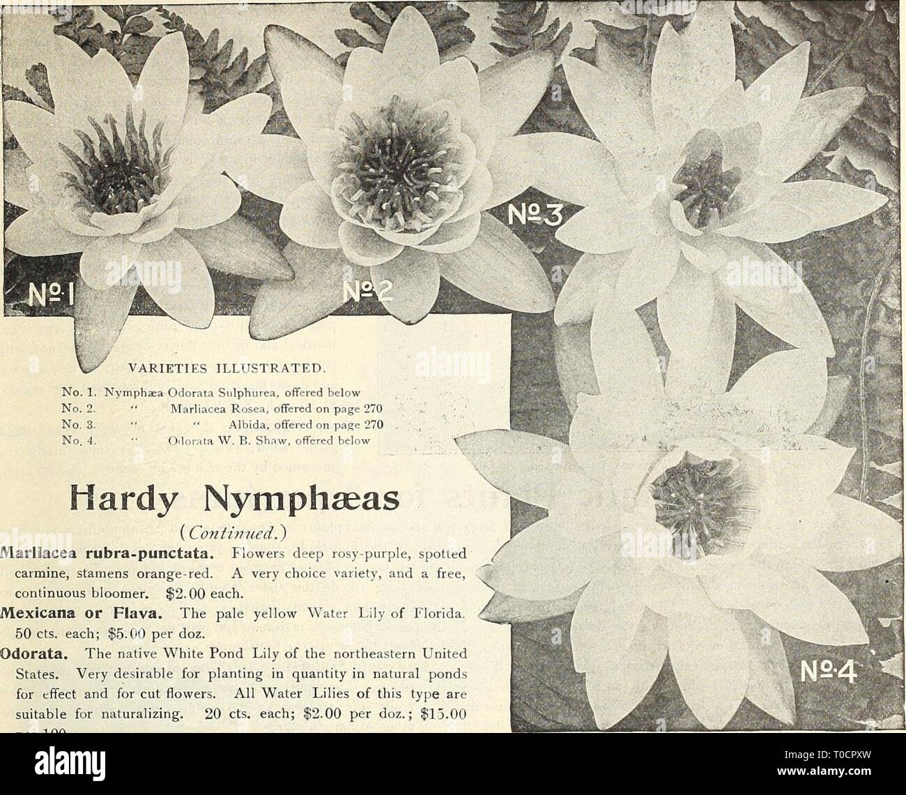 Dreer's garden book 1916 (1916) Dreer's garden book 1916 dreersgardenbook1916henr Year: 1916  HWADREER MADELPHIA-lA-ISf WATER HUES*â¢ AQUATICS-1 271    No. 1. Nymphaea Odorata Sulphurea, offered below No. 2. ' Marliacea Rosea, offered on page 270 No. 3. ' ' Alb'ida, offered on page 270 No. 4. ' Odorata W. B. Shaw, offered below Hardy Nymphseas (Confzmied.) Marliacea rubra-punctata. Flowers deep rosy-purple, spotted carmine, stamens orange-red. A very choice variety, and a free, continuous bloomer. $2.00 each. Mexicana or Flava. The pale yellow Water Lily of Florida. 50 cts. each; $5.00 per doz Stock Photo