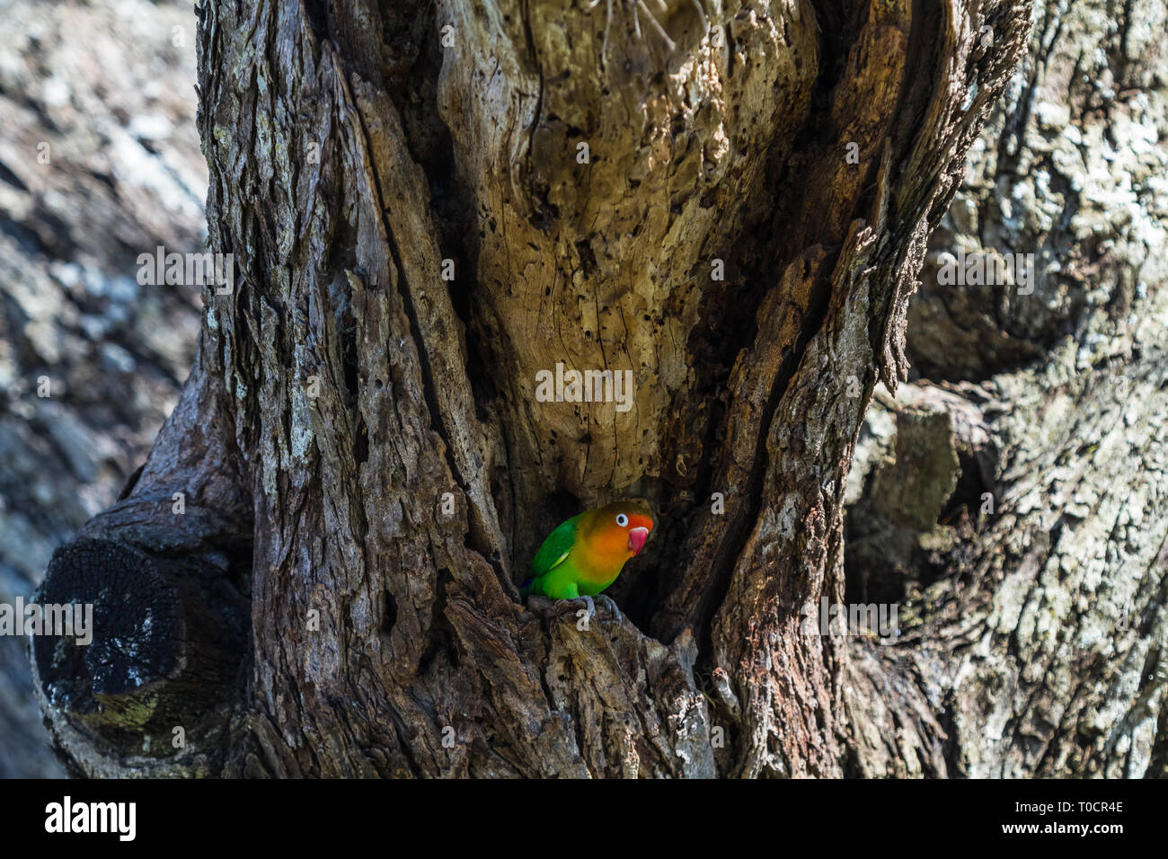 Bird guards hi-res stock photography and images - Alamy