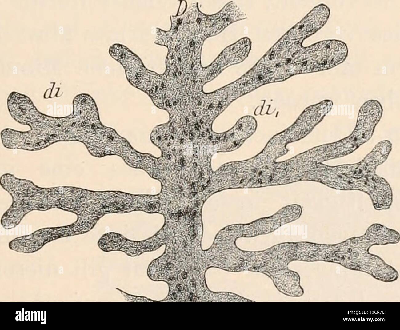Dolichoplana Hi res Stock Photography And Images Alamy