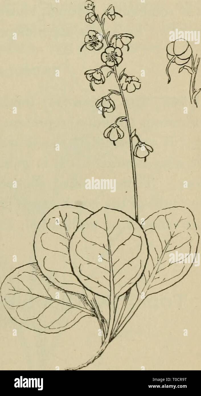 Elementary botany (1898) Elementary botany elementarybotany00atki Year: 1898  CHAPTER XUI. DICOTYLEDONS CONCLUDED. SYMPETAL/E. 538. In the remaining families the corolla is gamopetalous, that is, the petals are coherent into a more or less well-formed tube, though they may be free at the end. For this reason they are known as the sympetalce. Topic VIII: Dicotyledons with united petals, flower parts in five whorls. BICORNES. 539. The pyrola family (pyrolaceae).—The shin-leaf or wintergreen (Py- rola elliptica), not the aromatic wintergreen, is figured at 377. The oval or elliptical leaves are c Stock Photo