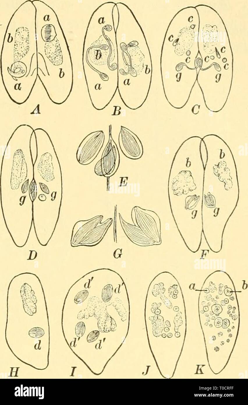 Elementary biology; an introduction to Stock Photo - Alamy