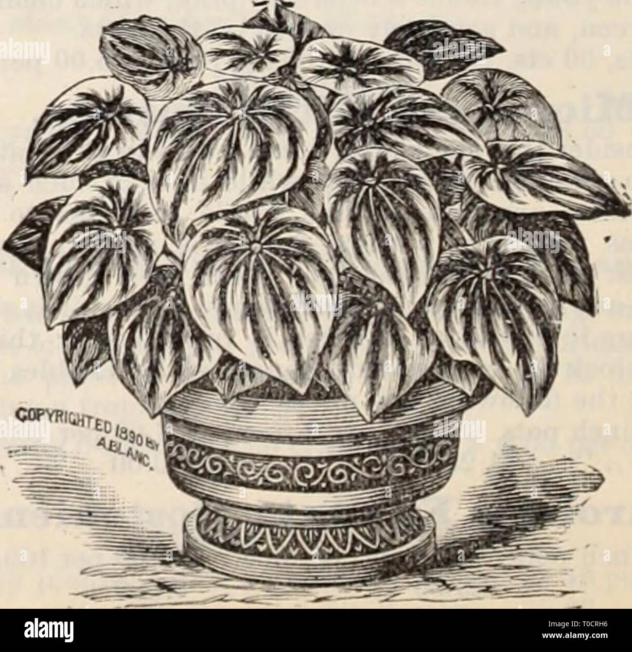 Dreer's wholesale price list  Dreer's wholesale price list / Henry A. Dreer. dreerswholesalep1898dree Year:   Lastbea Aristata Variegata. General Collection of Ferns.—Continued. Inch pots Per 100 Per 1000 Sitalobium Cicutarium 2^ $6 00 Selaginella Emilleana 2 4 00 •' ' 3 6 00 ' Wildenowi 3 6 00 Pandanns Veitchii. Good plants in 6 inch pots, $1.25 each. Peperomia Maculosa. 2i inch pots, 75 cts. per doz.; $6.00 per 100. Peperomia Metallica. 2^ inch pots, 75 cts. per doz.; §6.00 per 100. Two New Russelias. The Russelias are useful basket or vase plants, of grace- ful drooping habit, producing fre Stock Photo