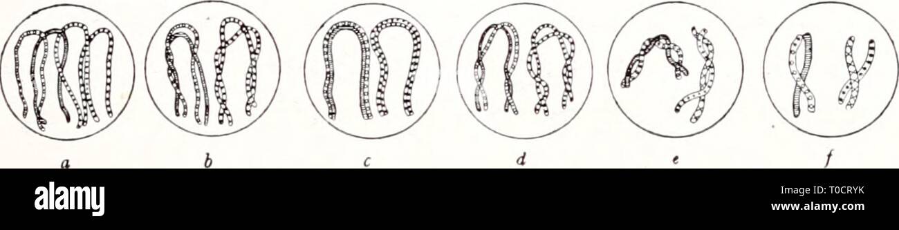 Einführung in die Vererbungswissenschaft; in Einführung in die Vererbungswissenschaft; in zweiundzwanzig Vorlesungen für Studierende, Aerzte, Züchter einfhrungindie1913gold Year: 1913  — 303 — Schleifen, in die sich nach der Synapsis der Faden auflöst, sich gegen einen Kernpol orientieren. Und als Schluß der synaptischen Phäno- mene, wie man auch die ganze Periode nennt, aus der sich einige Stadien in Fig. 115 reproduziert finden, erscheint dann zum erstenmal im Kern die halbe, reduzierte Zahl der Chromosomen in Tetradenform. Kein Zweifel, daß hier während der Synapsis die Halbierung der Chrom Stock Photo