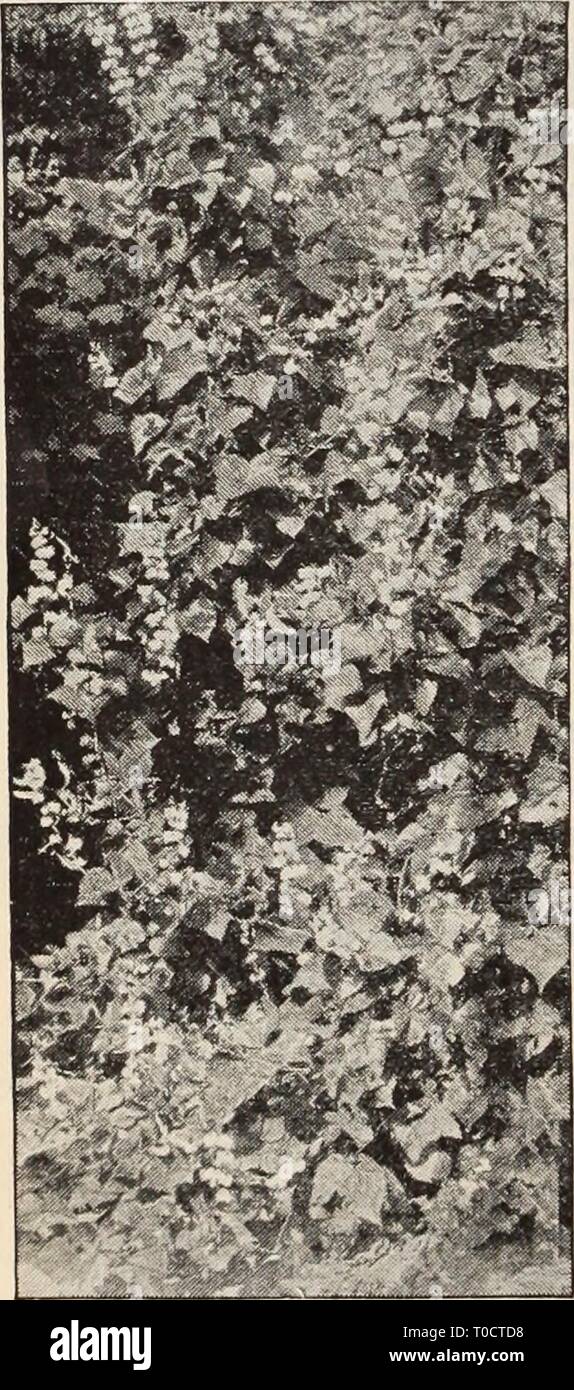 Dreer's garden book  Henry Dreer's garden book / Henry A. Dreer. dreersgardenbook1931dree Year:   Cynoglossum Amabile DictamnUS (Gas Plant) PER PKT. 2348 Fraxinella Alba. Showy hardy border perennial, about 2 feet in height, having fragrant foliage and spikes of curious flowers during June and July, one of the most permanent of hardy plants. Seed somewhat slow in germinating. Special pkt., 60 cts $0 15 Dahlias One of the best late summer and autumn flowering plants; the double sorts will bloom the first season if the seed is sown before the beginning of April; the single sorts will bloom from Stock Photo