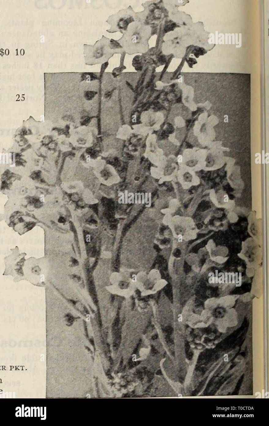 Dreer's garden book  Henry Dreer's garden book / Henry A. Dreer. dreersgardenbook1931dree Year:   ^RELIABLE FLOWER SEEDSj PH1MDELPHIR CynOgloSSUm (Chinese Forget-me-not) per pkt. 2148 Amabile Blue. An annual recently introduced from China; of the easiest culture, forming strong plants 18 to 24 inches high and producing through the summer months sprays of intense blue Forget-me-not-like flowers, delicately sweet scented. A splendid addition to the compara- tively short list of real blue flowers.  oz., 40 cts 2149 Amabile Pink (New). In growth and general appearance this re- sembles the Cynog Stock Photo