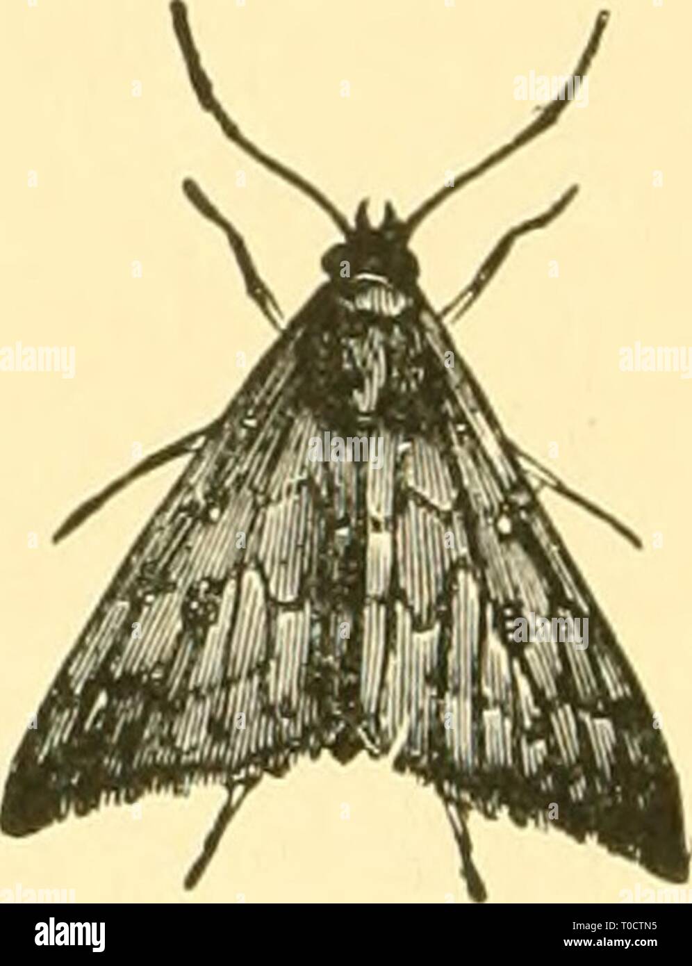 Economic entomology for the farmer Economic entomology for the farmer and fruit-grower economicentomolo01smit Year: 1906  Aletia argillacea at rest and with wings expanded. plants. It has been found that undiluted Paris green used in this way does not injure the foliage, while it is absolutely effective as against the larvae. Sometimes the pole is made long enough to hold four sacks, so that four rows are dusted at one time. This is exceedingly simple and practical, and has the advantage of re- quiring no expensive outfit. We have belonging to this series of semiloopers a number of moths belon Stock Photo