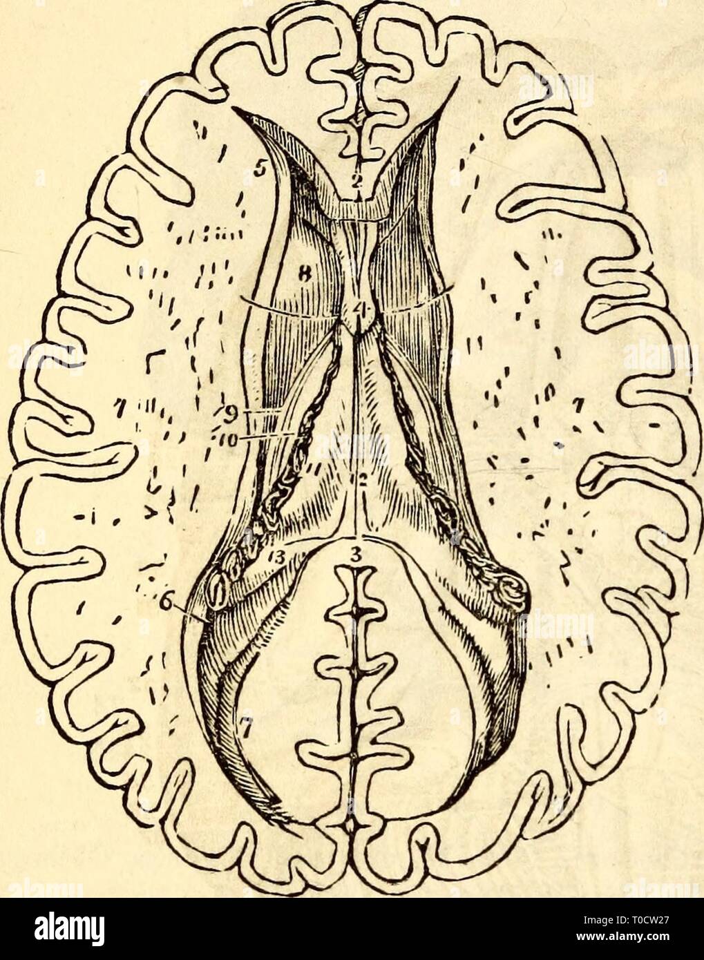 Elementary anatomy and physiology  Elementary anatomy and physiology : for colleges, academies, and other schools elementaryanato00hitc Year: 1869  o A View of the Interior Surface of the Cerebellum and a Portion of the Medulla Ob- longata. 1, 1, The Circumference of the Cerebellum. 2, 2, The two Hemispheres of the Cerebellum. 3, Lobulus Amygdaloidcs. 4, The Vermis Inferior. 5, Lobulus Nervi Pneumogastriel. C, The Calamus Scriptorius. 7, Its Point. 8, Section of the Medulla Oblongata. 9, Points to the Origin of the Pneumogastric Nerve. Fig. 305. Stock Photo