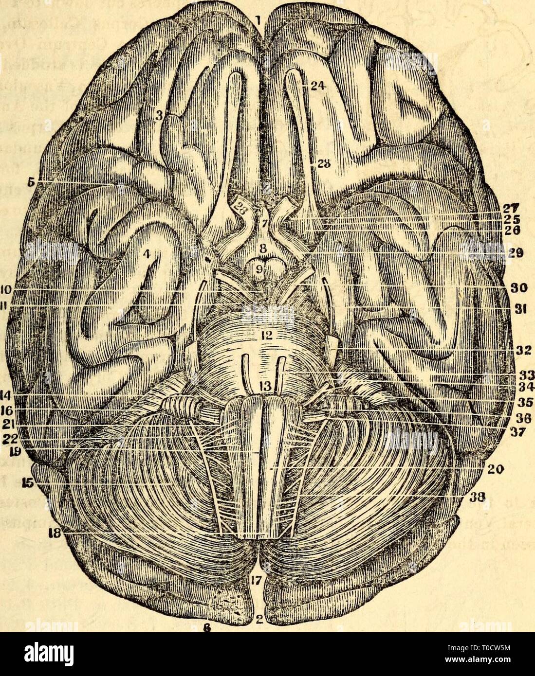 Posterior view of the brain hi-res stock photography and images - Alamy