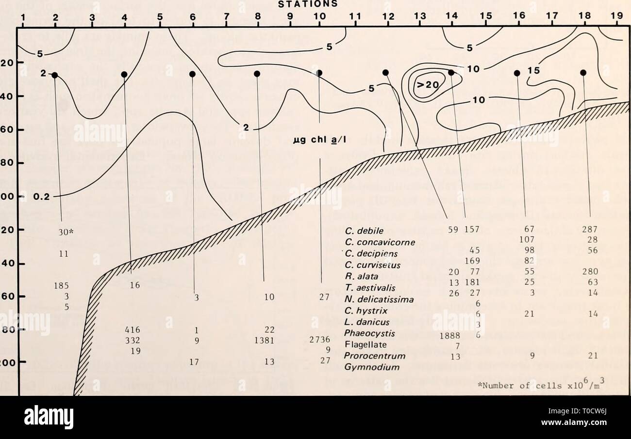 The Eastern Bering Sea Shelf The Eastern Bering Sea Shelf : oceanography and resources / edited by Donald W. Hood and John A. Calder easternberingsea00hood Year: 1981 Phytoplankton distribution 941 I I I may be an important cause of the dominance of Phaeocystis. Copepods have not been reported to ingest the lairge mucilaginous colonies of Phaeocystis, but green cell remnants of Phaeocystis were observed in the guts and fecal pellets of Bering Sea euphausiids of the genus Thysanoessa caught in surface waters where Phaeocystis was abundant (Iverson et al. 1979b). The stage-II phytoplankton succ Stock Photo