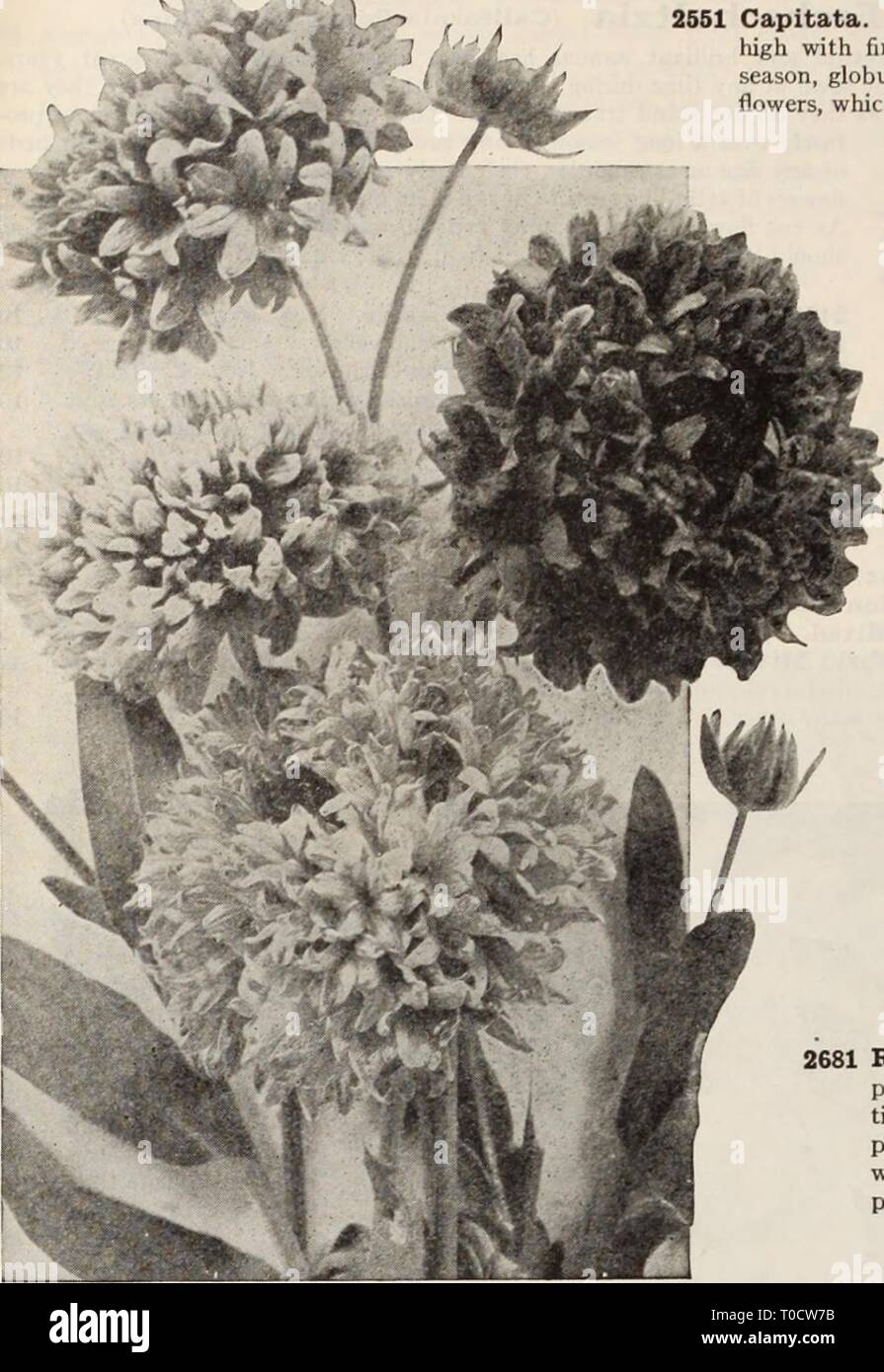 Dreer's garden book  Henry Dreer's garden book / Henry A. Dreer. dreersgardenbook1931dree Year:   RELIABLE FLOWER SEEDS^ r *    Gilia (Queen Ann's Thimble) per pkt. 2551 Capitata. This is a very graceful annual, growing about 2 feet high with fine feathery foliage and bearing freely over a long season, globular heads, about 1 inch across, of rich lavender blue flowers, which last well when cut. } oz., 25 cts $0 10 Globe Amaranth rcomphrena) Popularly known as 'Bachelor's Button,' a first-rate bedding plant; the flowers resemble clover heads and can be dried and used in winter bouquets. Cornflo Stock Photo