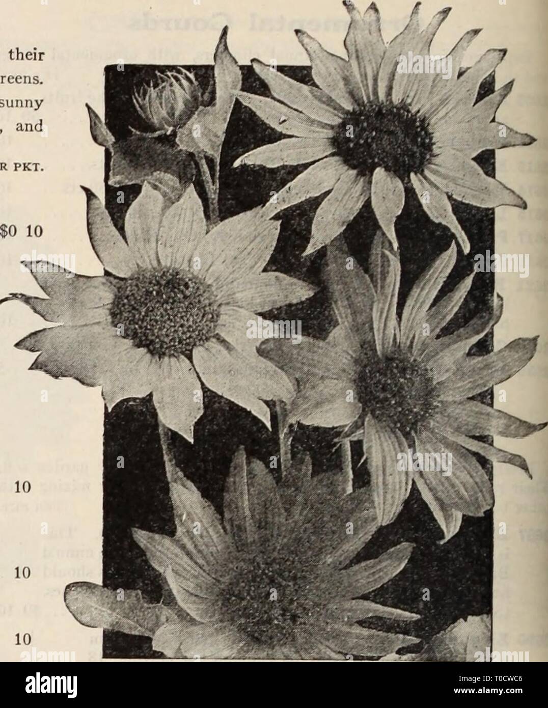 Dreer's garden book  Henry Dreer's garden book / Henry A. Dreer. dreersgardenbook1931dree Year:   RELIABLE FLOWER SEEDS,! Helianthus, Annual Sunflowers Remarkable for the stately growth, size and brilliancy of their flowers, making a very good effect among shrubbery and for screens. The annual sorts are indispensable for cutting. Sown in a sunny spot in April or May they come into bloom early in summer, and keep up a constant supply of flowers until cut down by frost. PER PKT. 2696 Cucumerifolius (Miniature Sunflower). Small, single, rich yellow flowers. An abundant bloomer; 4 feet. J oz., 25  Stock Photo
