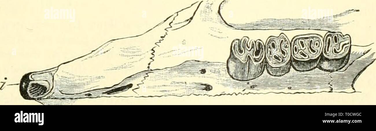 Einführung in die vergleichende Anatomie Einführung in die vergleichende Anatomie der Wirbeltiere, für Studierende einfhrungindie00wied Year: 1907  B    Fig. 226. A Gebiß vom Igel im Profil, B Oberkieferzähne desselben Tieres von der Mundhöhle aus gesehen, C Gebiß vom Stachelschwein im Profil, D Oberkieferzähne desselben Tieres von der Mundhöhle aus gesehen. — i D. incisivi, m D. molares, pm D. pracmolares. Stock Photo