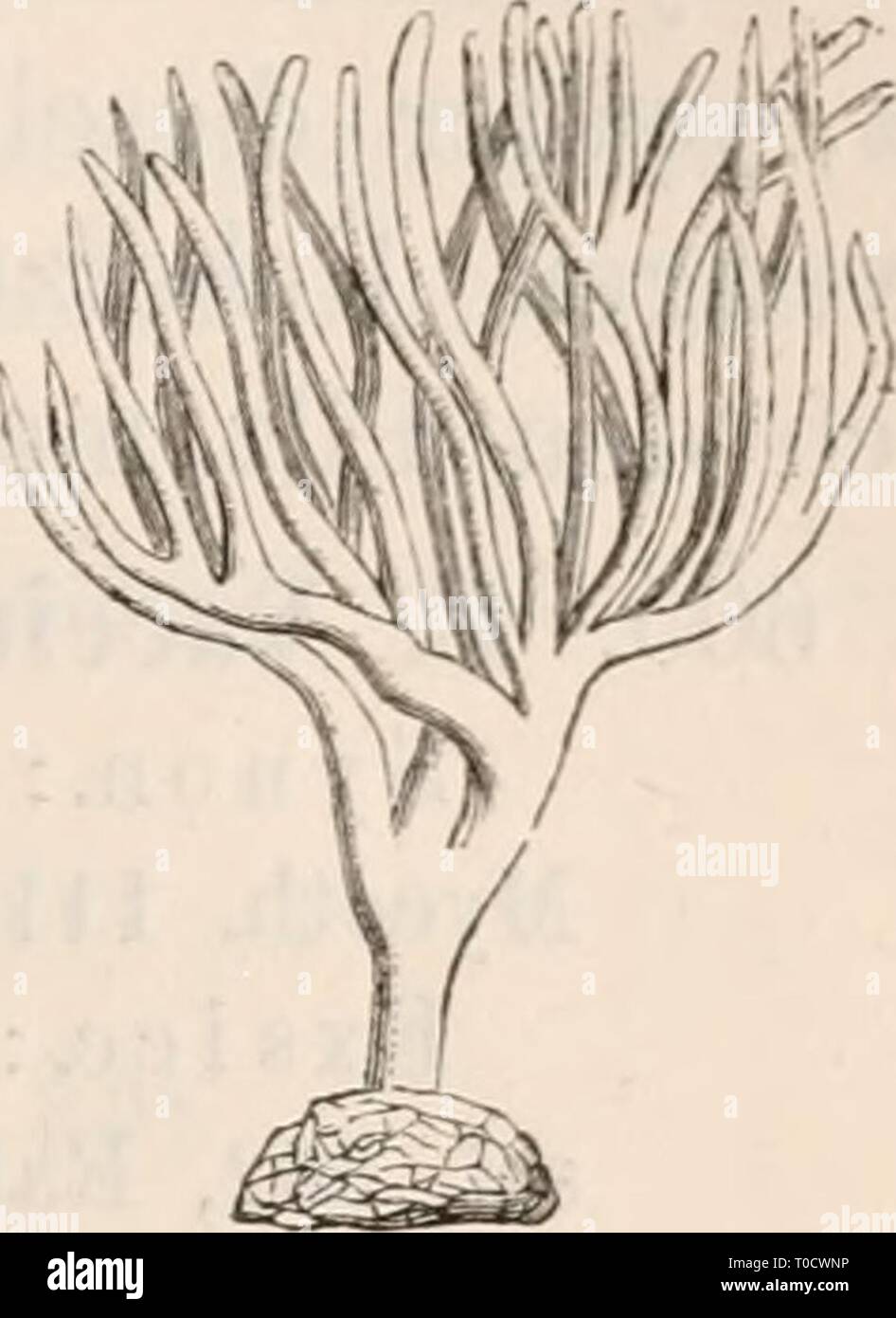 Dr L Rabenhorst's Kryptogamen-Flora von Dr. L. Rabenhorst's Kryptogamen-Flora von Deutschland, Oesterreich und der Schweiz drlrabenhorstskr0101rabe Year: 1884  1 2 Fig. 1. Thelephora laciniata. Fig. 2. Thelepliora palraata, kleineres Exem- plar; beide in natürlicher Grösse. Craterellus. F. fleischig oder häutig, meist trichter- oder trompetenförmig; Hymeniiuii imterseits, glatt, runzlig oder gerippt. Stock Photo