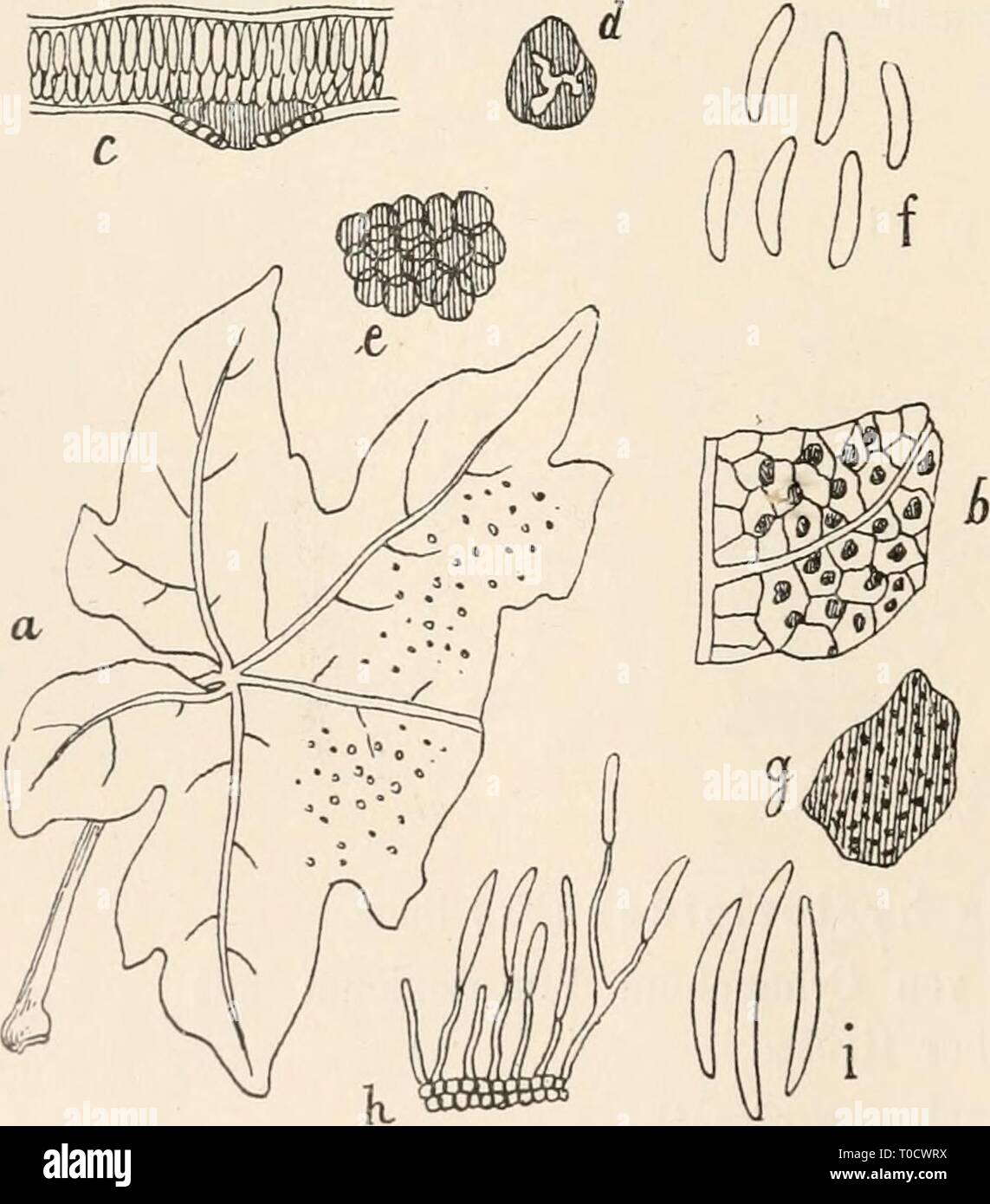 Dr L Rabenhorst's Kryptogamen-Flora von Dr. L. Rabenhorst's Kryptogamen-Flora von Deutschland, Oesterreich und der Schweiz drlrabenhorstskr0107rabe Year: 1903  Entomosporium Mespili (DC.) Sacc. Eine sehr vergrösserte, vierzellige Spore. Nach Fuckel, Symb. mycol. tab. II. fig. 24. I. Abtheilung. HyalOSporae Sacc. C. I^eptotliyrin 111 Kunze et Schm., Mykol. Hefte II. p. 79 eniend. Sacc., Mich. II. p. 114, No. 955; Syll. III. p. Q26. Fruchtgehäuse halbirt, schildförmig, häutig-kohlig, schwarz, rnündungslos oder verschieden sich öffnend, dann ringsherum sich loslösend, meist von deutlich strahlig- Stock Photo