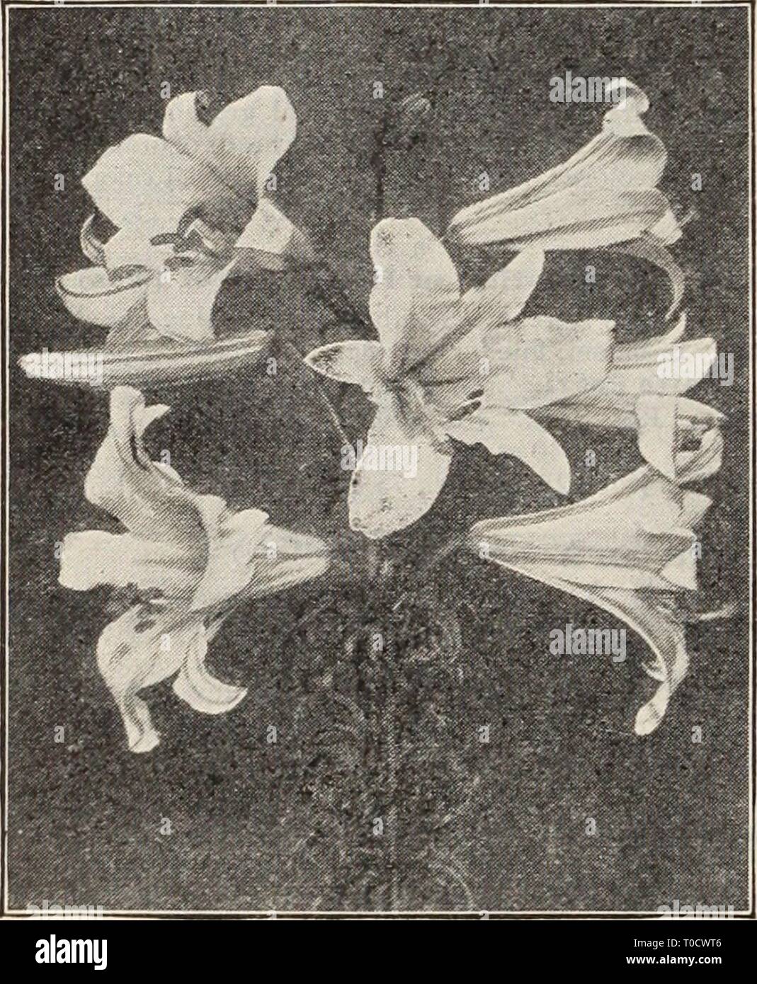 Dreer's garden book  Henry Dreer's garden book / Henry A. Dreer. dreersgardenbook1931dree Year:   10    Double Stock-flowered Larkspur per pi Liatris (Blazing Star, or Gay Feather) 2982 Pycnostachya. Most showy and attractive hardy perennial native plants, with long spikes of rosy- purple flowers from July to September; 3 to 4 feet.  oz., 50 cts $0 10 Lilium Regale Liliums 2987 Philippinense Formosanum. A truly remarkable lily, with umbels of large white long trumpet shaped flowers, like an Easter Lily. Will bloom in 6 to 8 months from the time seeds are sown; very fragrant. 2 to 3 feet. Spec Stock Photo