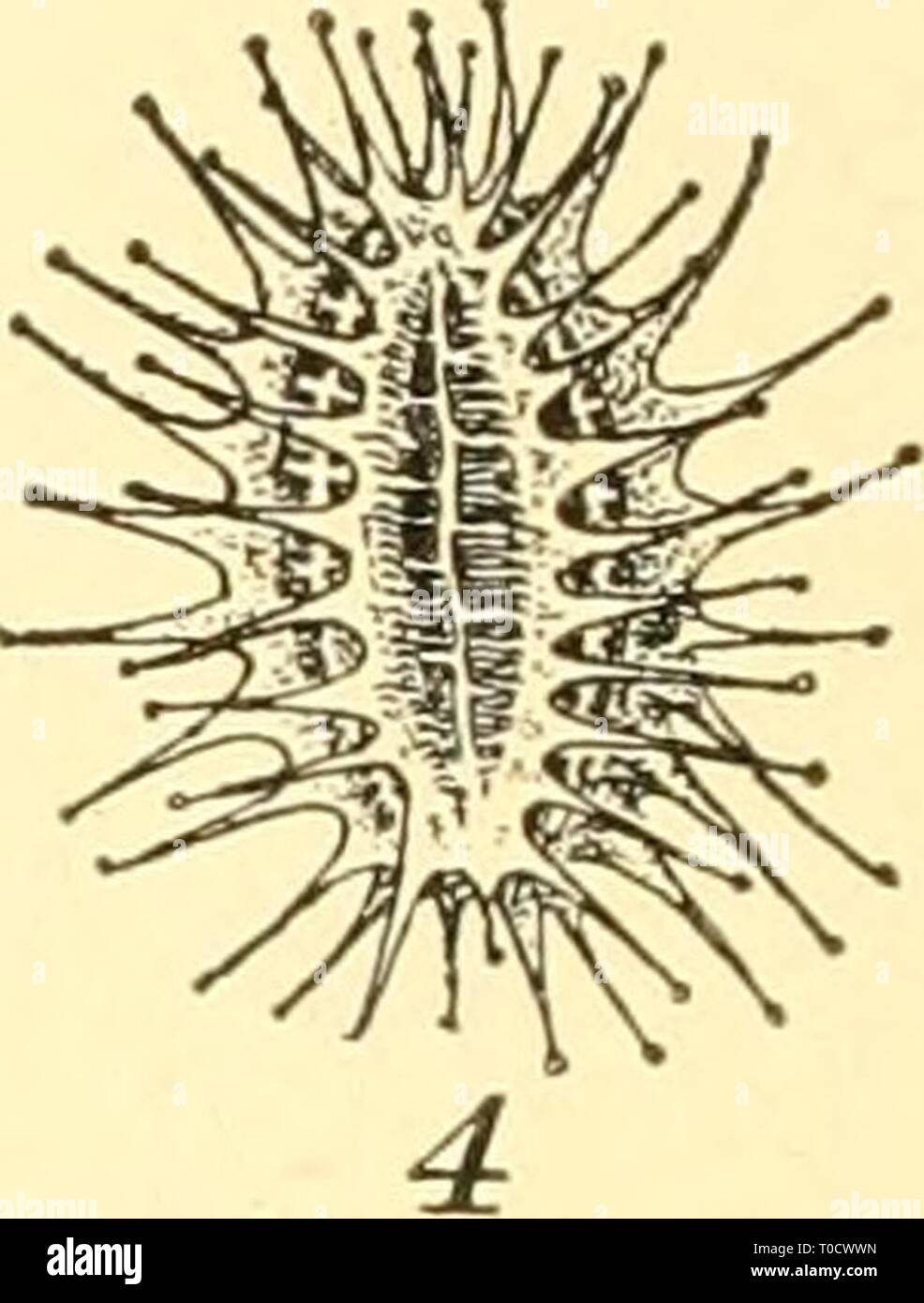 Elementary biology; an introduction to Elementary biology; an introduction to the science of life elementarybiolog00grue Year: 1924 Stock Photo