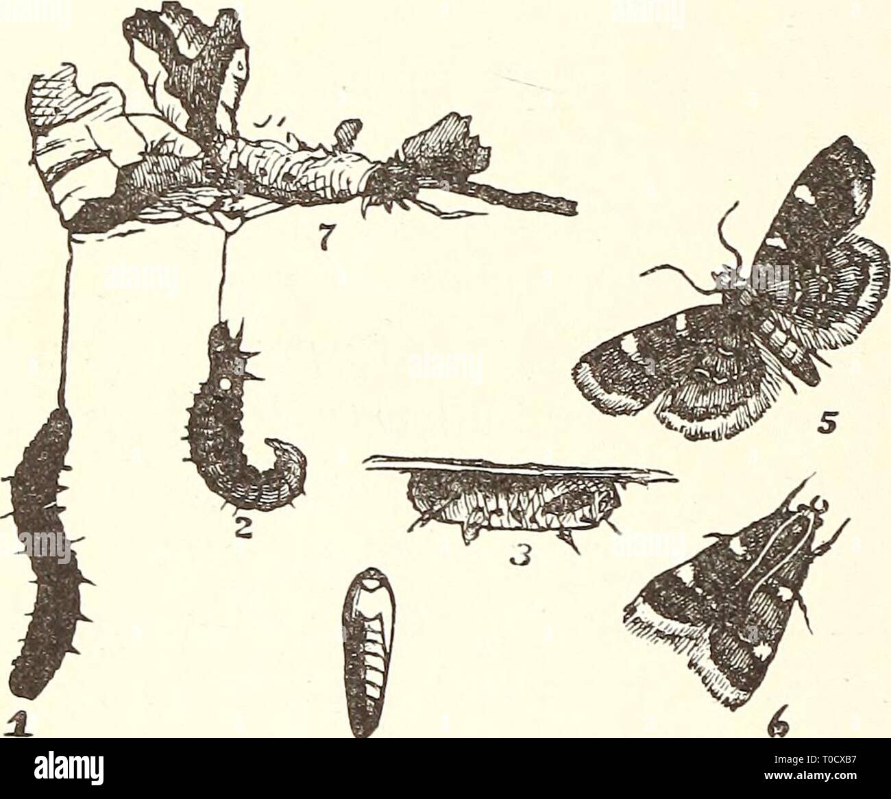 Economic entomology for the farmer Economic entomology for the farmer.. economicentomolo00smit_0 Year: 1896 312 AN ECONOMIC ENTOMOLOGY. to penetrate the webs and come into direct contact with the larvae. Sometimes insects of this series are not confined to green vegetation, as in the case of the 'clover-hay worm,' Asopia costalis, which attacks the dry or partially dry product, webbing will readily destroy the larvae. As against the 'clover-hay worm,' nothing is better than to feed up clean from year to year. Never put new hay upon old, and if stacked outside, lay upon rails so as to get vent Stock Photo