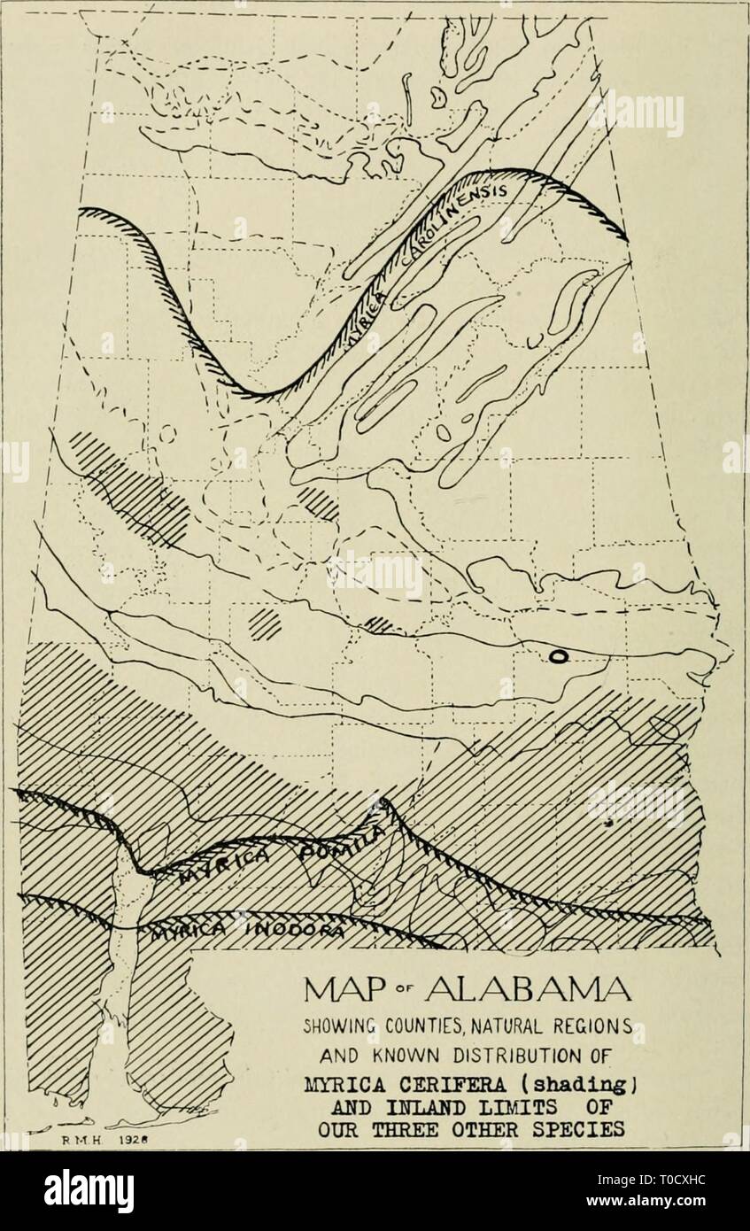 Economic botany of Alabama (1913-1928) Economic botany of Alabama economicbotanyof12harp Year: 1913-1928.  98 ECONOMIC BOTANY OF ALABAMA    R M H 192e N4AP °^ ALABAMA 5H0WIN& COUNTIES, NATURAL REGIONS AND KNOWN DISTRIBUTION OF MYRICA CERIFERA (shadingJ AUD BfLAlO) LIMITS OF OUR THREE OTHER SPECIES Map 12. Distribution of our four species of Myrica. The ring in the southern part of Macon County belongs to M. piiinila. Stock Photo