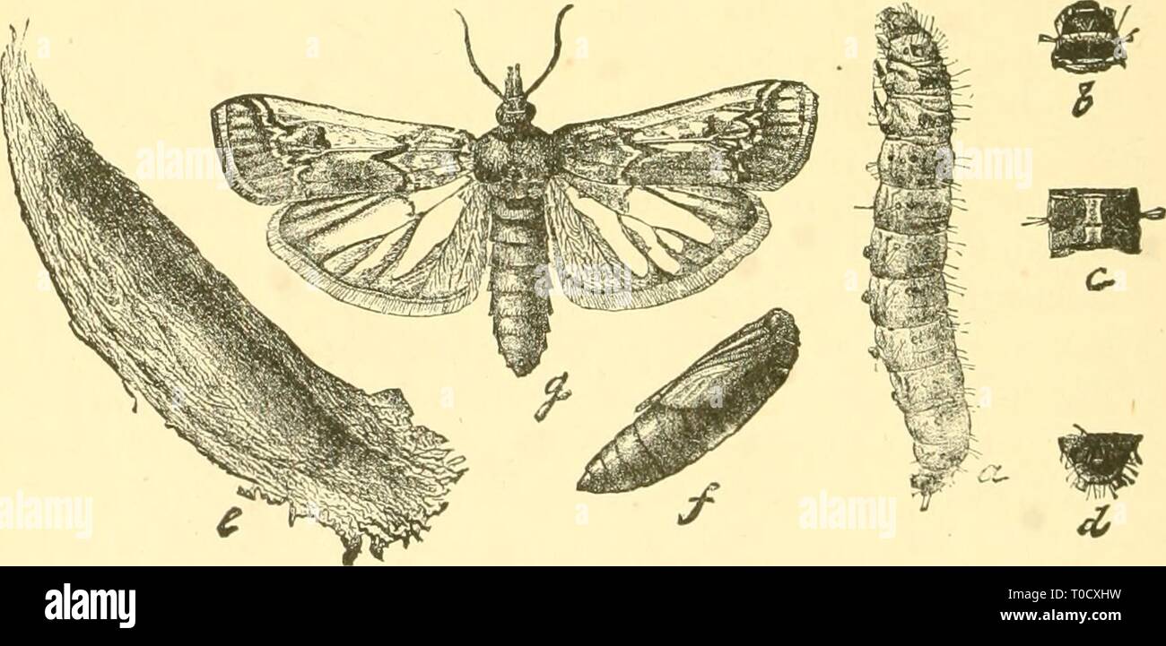 Economic entomology for the farmer Economic entomology for the farmer and fruit-grower economicentomolo01smit Year: 1906  Fig. 358.    Fig. 360, the Mediterranean flour-moth, Ephestia kiihnieUa.—a, larva; b, pupa; &lt;.,/, ailult with wings spread and at rest; g, wing of a variety ; d, e, li, i, structural details. Fig. 358, Melitara prodenialis.-a, larva ; h, r, d, details of same ; e, cocoon ; /, pupa; g, moth. Fig. 361, the bee-moth, Galleria melonella.—a, larva ; b, cocoon ; c, pupa ; d, e, moths. Stock Photo