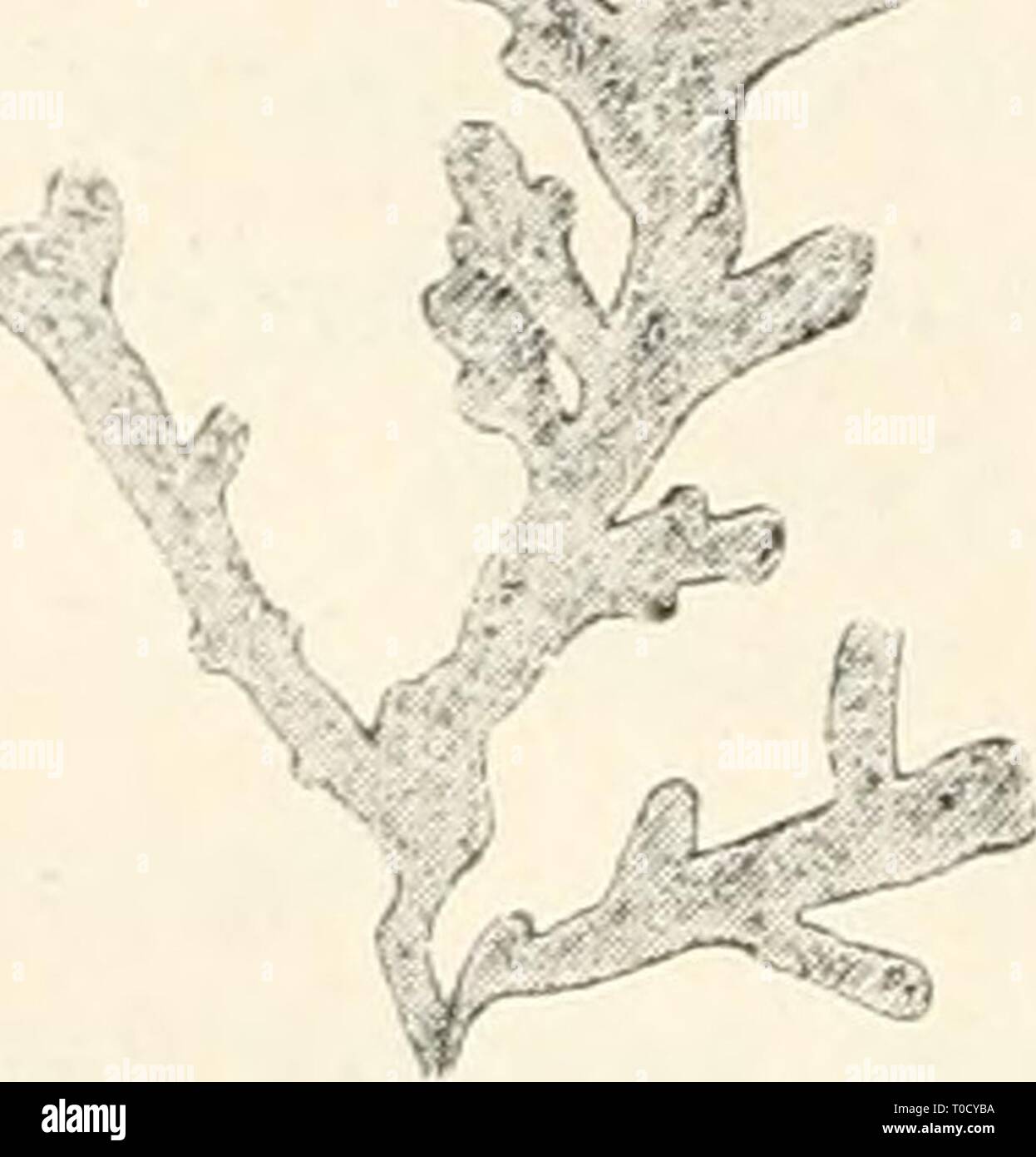 Dr L Rabenhorst's Kryptogamen-Flora von Dr. L. Rabenhorst's Kryptogamen-Flora von Deutschland, Oesterreich und der Schweiz drlrabenhorstskr0601rabe Year: 1906  338 Ä7reura. 54. Aneiira Sinuata (Dickson) Dnmortier, Comm. bot. S. 115 (1822). Synonyme: Jungerraannia sinuata Dickson, PI. Crypt. Brit. fasc. 2. S. 16 (1790). Jungermannia multifida/i sinuata Hook er, British Jungerm. tab. 45 Fig. 2 (1816). Gymnomitrium sinuatum Hüben er, Hep. germ. S. 39 (1834), Riccardia latifrons ß sinuata Lindberg, Hep. in Hib. lectae S. 513 (1874). Riccardia sinuata Trevisan, Schema nuov. class. Epat. S. 431 (187 Stock Photo