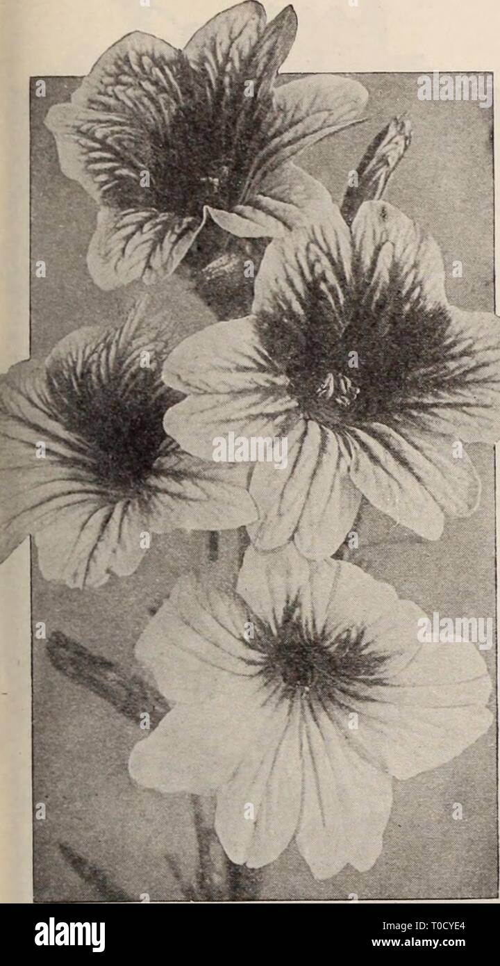 Dreer's garden book  Henry Dreer's garden book / Henry A. Dreer. dreersgardenbook1931dree Year:   RELIABLE FLOWER SEEDS/ rPHIMMIAI| 109 5,    Large-flowering SalpigloSsiS (Painted Tongue) These are one of the very finest annuals, and are of the easiest culture, succeed- ing in any good ordinary soil and in a sunny position. The plants grow from 24 to 30 inches high, and produce freely from mid-summer until frost their attractive Gloxinia-like blossoms in a very large and unusual range of colors. They are splendid for cutting, lasting well. Seed may be started indoors or in a hotbed about the e Stock Photo