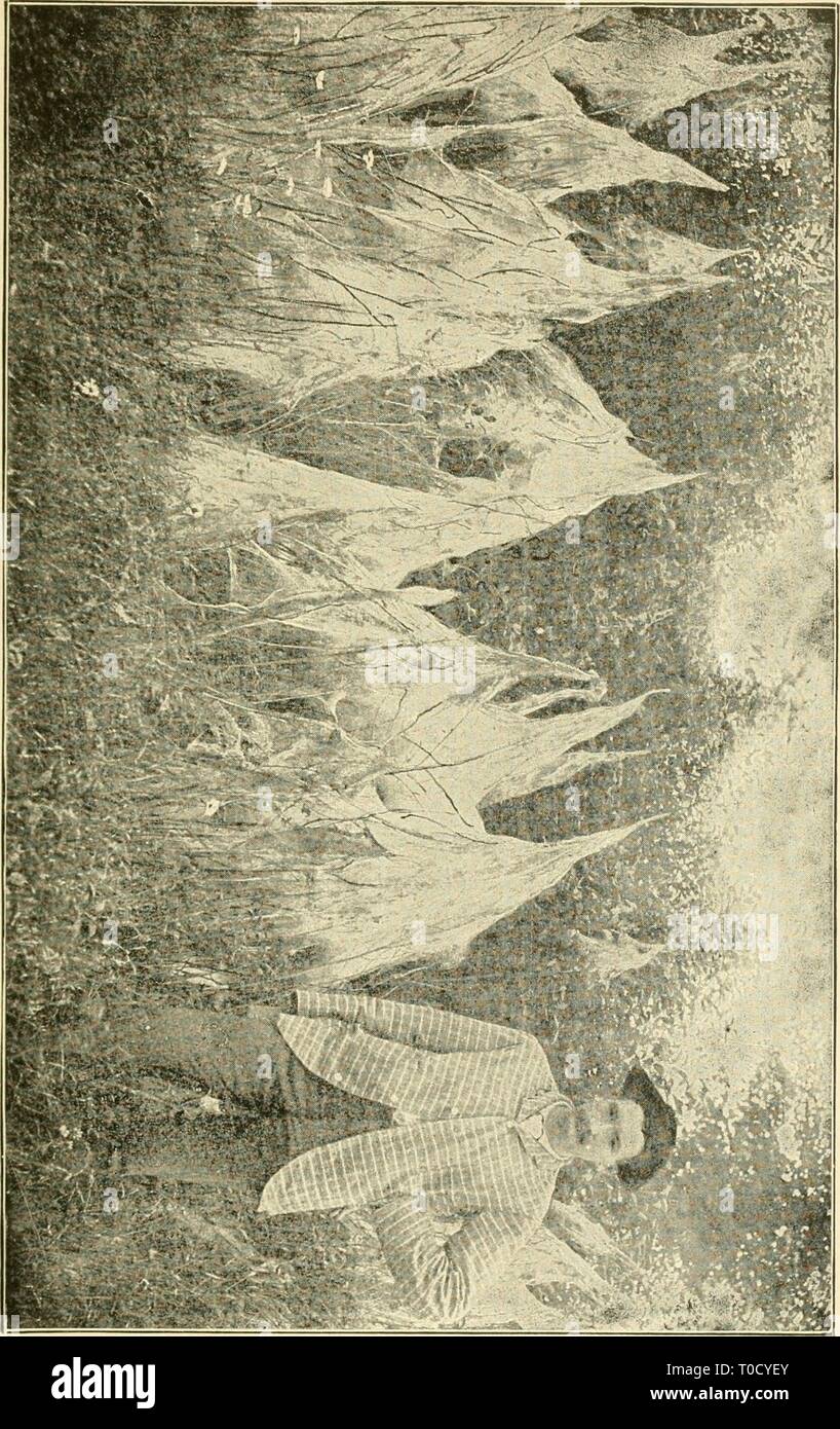 Economic entomology for the farmer Economic entomology for the farmer and fruit-grower economicentomolo01smit Year: 1906 Stock Photo