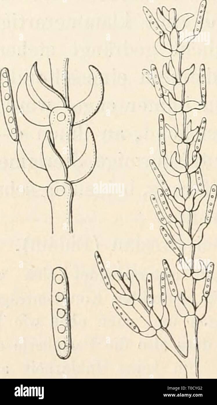 Dr L Rabenhorst's Kryptogamen-Flora von Dr. L. Rabenhorst's Kryptogamen-Flora von Deutschland, Oesterreich und der Schweiz drlrabenhorstskr0108rabe Year: 1907  338 Spiralhyphe des Konidienträgers endet an ihrer Spitze mit einem konidientragen- den Basidium'. LXVII. Uncigera Sacc. et Berlese in Atti Istit. Yenet. 6. ser. III, 741 (1885); Syll. IV, 162. Kasenbildend. Konidienträger aufsteigend, verzweigt, septiert, an den Scheidewänden abgesetzt und hier zwei oder mehrere quirlig stehende, kurze, unverzweigte, unseptierte, an der Spitze hakig gebogene Aestchen tragend. Konidien an den Spitzen de Stock Photo