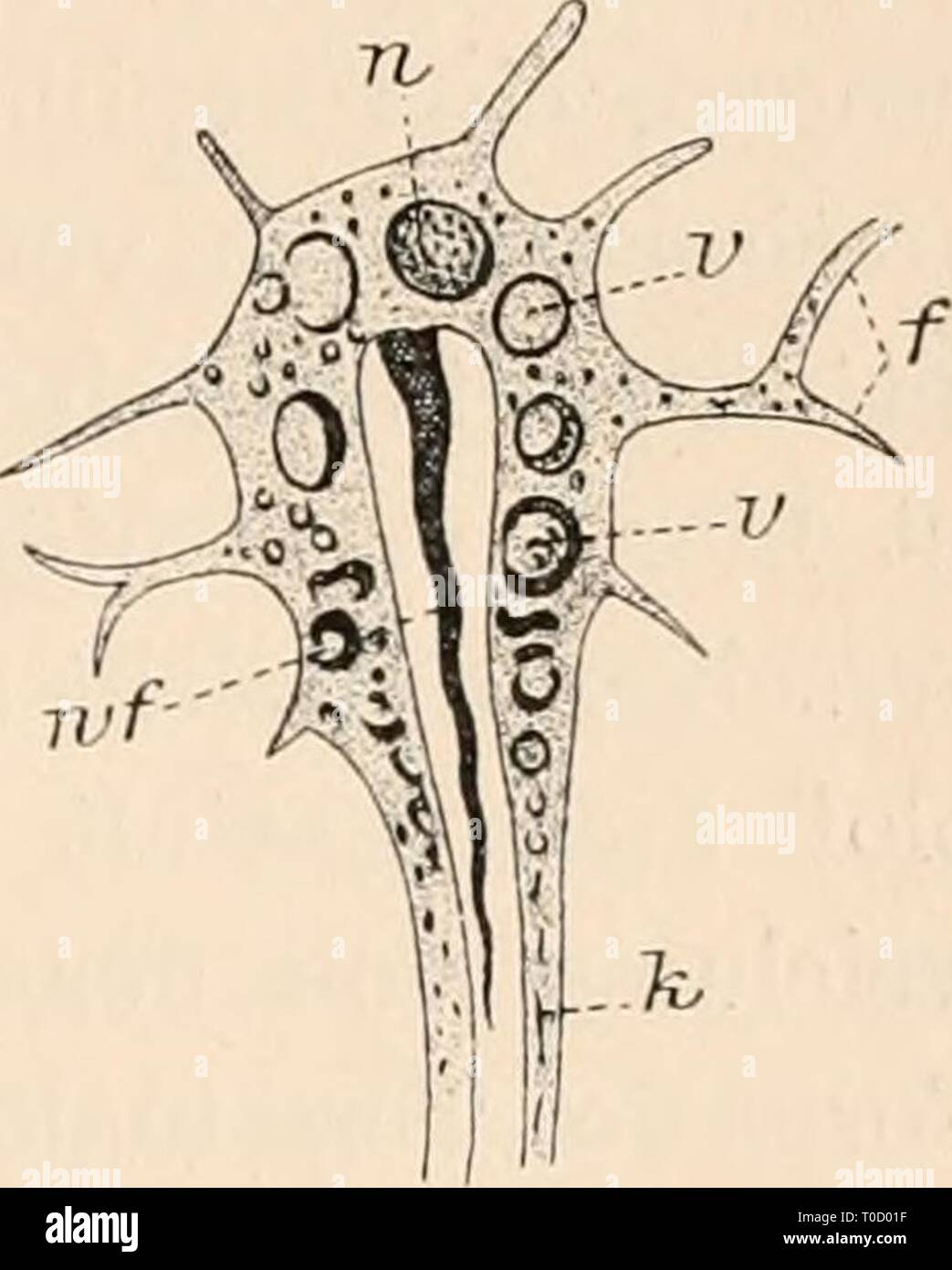 Dr HG Bronn's Klassen und Dr. H.G. Bronn's Klassen und Ordnungen des Thier-Reichs : wissenschaftlich dargestellt in Wort und Bild drhgbronnsklasse040102bron Year: 1912  2853 Fig. 82. hebt, nachdem kurz vorher Vejdovsky (432, fig. 6) den Cihenbesatz in den Exkretionsstämmen von Anocelis coeca abgebildet hatte. Bei den Paludicola findet Micoletzky (1196, pag. 413) die Kanäle am weitesten und dickwandigsten bei Dendrocoelum lacteum: 6—48 [x mit 6—9 ^ Wandungsstärke, am engsten und dünnwandigsten bei Planaria folycliroa: 1—1,5 n mit 2,5—3/^ Wandungsstärke. Bei den Sorocelis-kriQn ist nach Sei dl ( Stock Photo