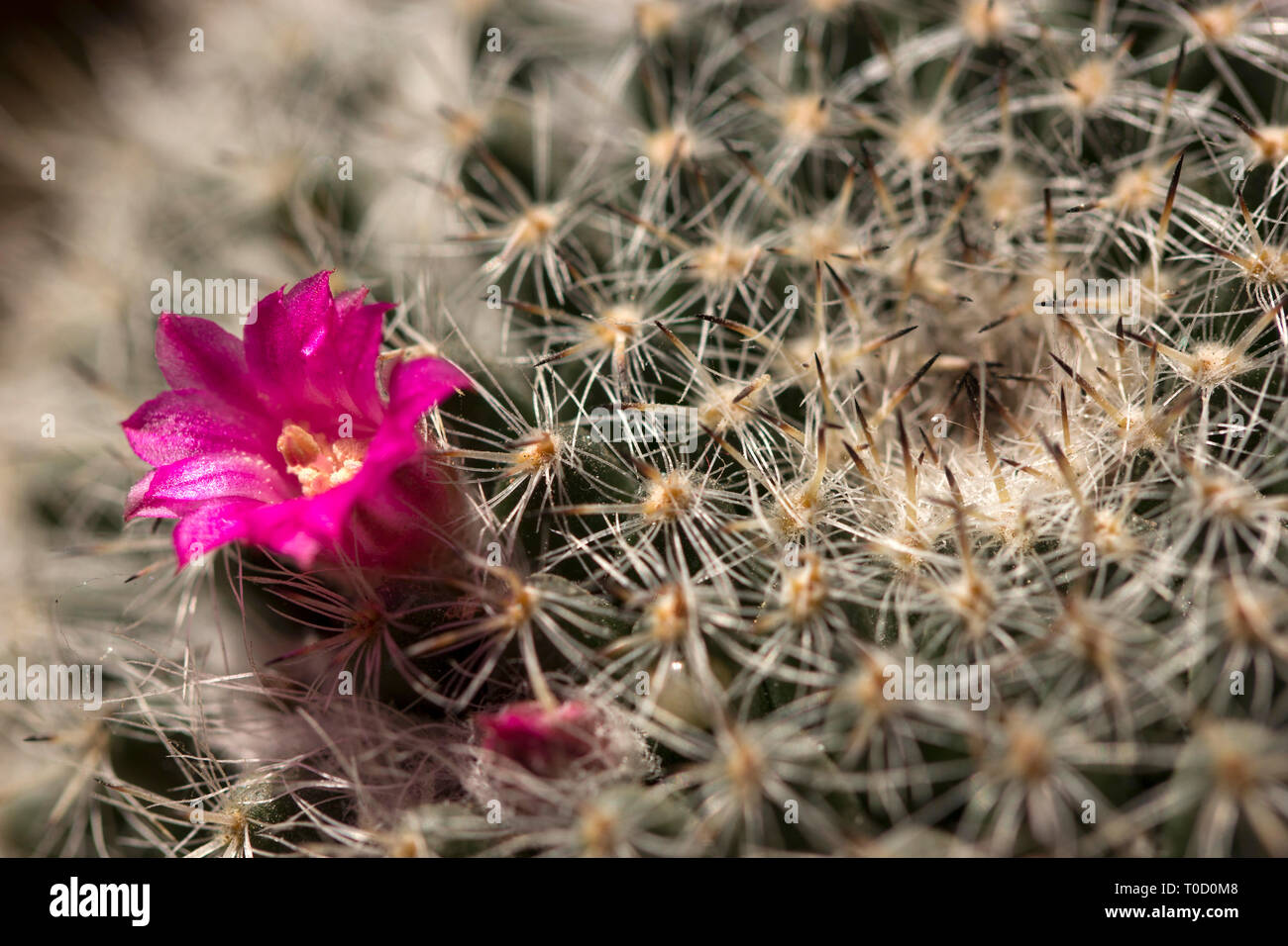 Button cactus hi-res stock photography and images - Alamy