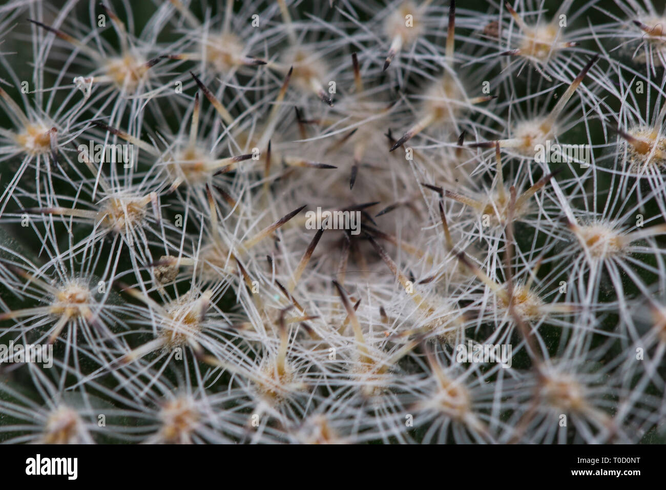 Closeup of Button Cactus Flower. Macro Photography. Stock Photo