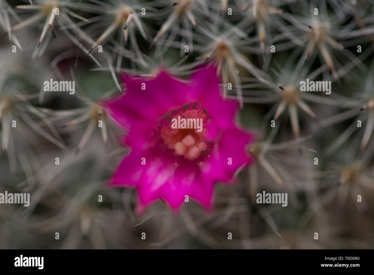 Closeup of Button Cactus Flower. Macro Photography. Stock Photo
