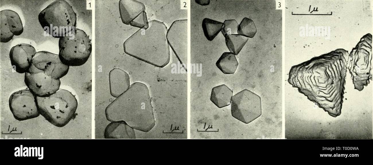 Electron microscopy; proceedings of the Electron microscopy; proceedings of the Stockholm Conference, September, 1956 electronmicrosco00euro Year: 1957  350 E. KLEIN    Figs. 1-3. Carbon replicas of silver halide grams. /Ig. J, ammonia emulsion, silver bromide (carbon replica). Fig. 2, boiling emulsion (non-ammonia), silver bromide (carbon replica). Fig. 3, silver iodide emulsion (carbon replica). Fig. 4. Slightly etched silver bromide grains. ges and Mitchell (4) with a light microscope on large silver bromide single crystals is quite definitely brought about by clefts of less than 50 A in si Stock Photo