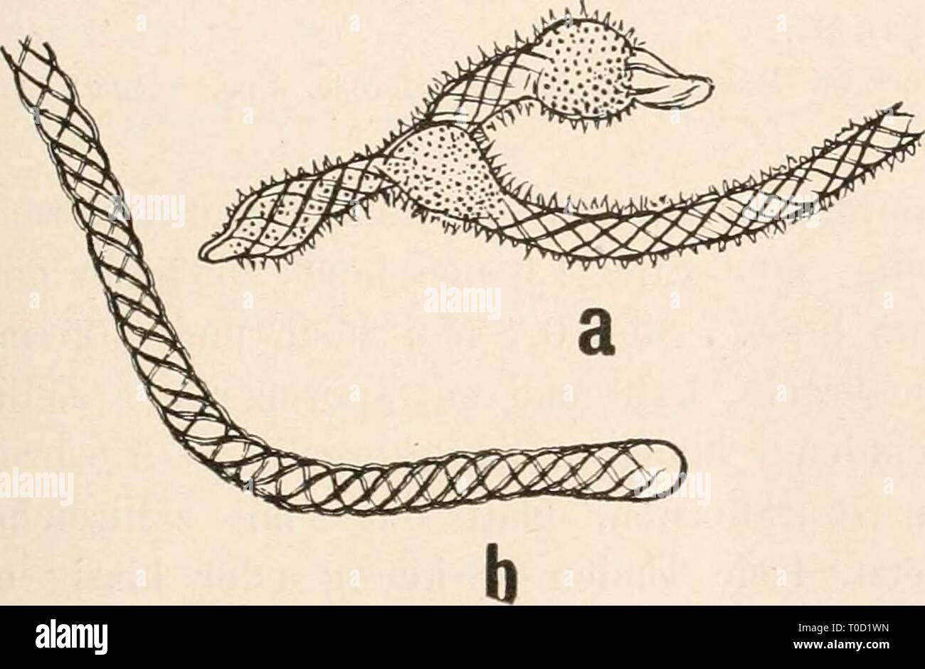 Dr L Rabenhorst's Kryptogamen-Flora von Dr. L. Rabenhorst's Kryptogamen-Flora von Deutschland, Oesterreich und der Schweiz drlrabenhorstskr0110rabe Year: 1920  361 I, IX 30, Syuouyme: Trichia clavata Pers. in Rom, N. Mag. Bot. I (1794), 90; Rabenhorst Deutschi. Krypt.-Fl. I, 260. Trichia citriiia Schum. Enum. PI. Saell. II (1803), 209. Arcyria decipiens Berkeley in Ann. Mag. Nat. Hist. ser. (1842), 447. Trichia obtusa Wigand in Pringsheira Jahrb. Bot. III (1863), t. 2, fig. 4. Hemiarcyria clavata Rost. Mouogr. (1875), 264, fig. 205, 207, 210, 235; Massee Mouogr., 355; Schröter iu Cohu Krypt.-F Stock Photo