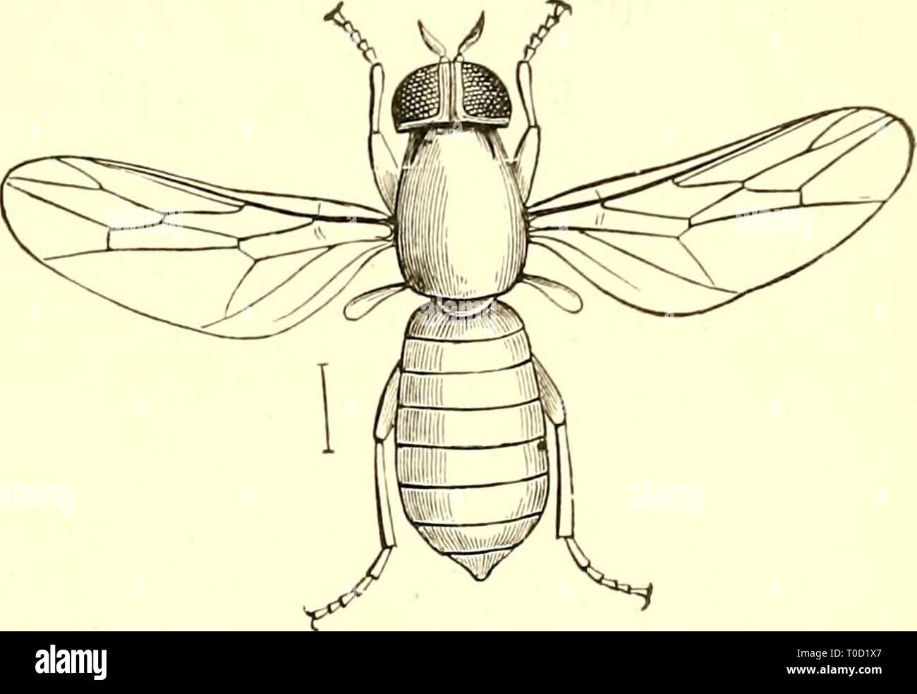 Economic entomology for the farmer Economic entomology for the farmer and fruit-grower [microform] : and for use as a text-book in agricultural schools and colleges economicentomolo00insmit Year: 1896  TttE INSECT WORLD. 347    Sceuopiniis fenestralis. of fact it is predaceous in habit, and feeds upon the species really infesting carpets and similar material. Thus, 'moths,' the larvae of the 'carpet-beetle,' 'fish-moths,' and numerous other insects likely to occur in such situa- ^'^- 297- tions are destroyed by it. From this larva there comes in due time a small blue fly, a member of the famil Stock Photo