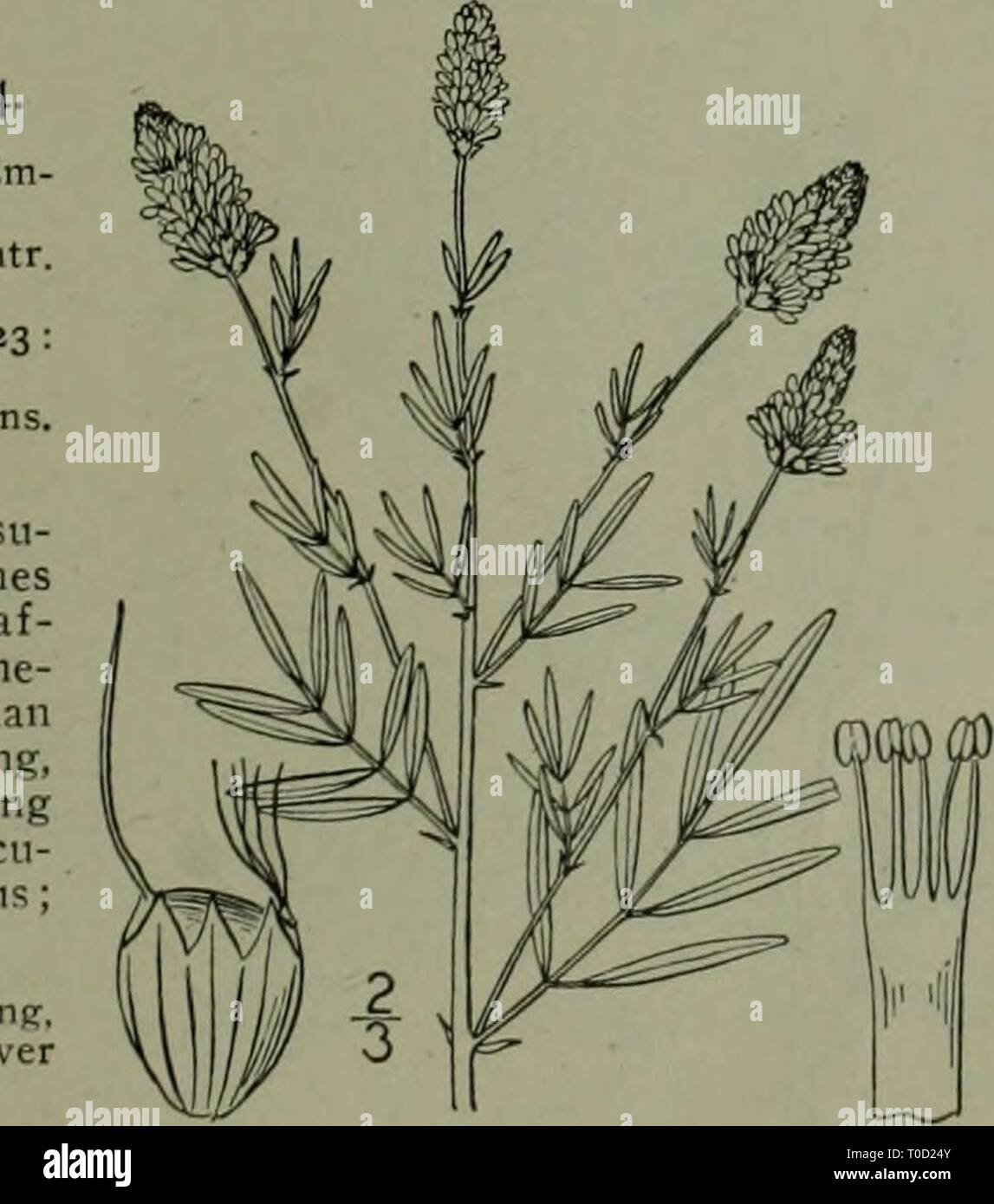 An illustrated flora of the Stock Photo - Alamy