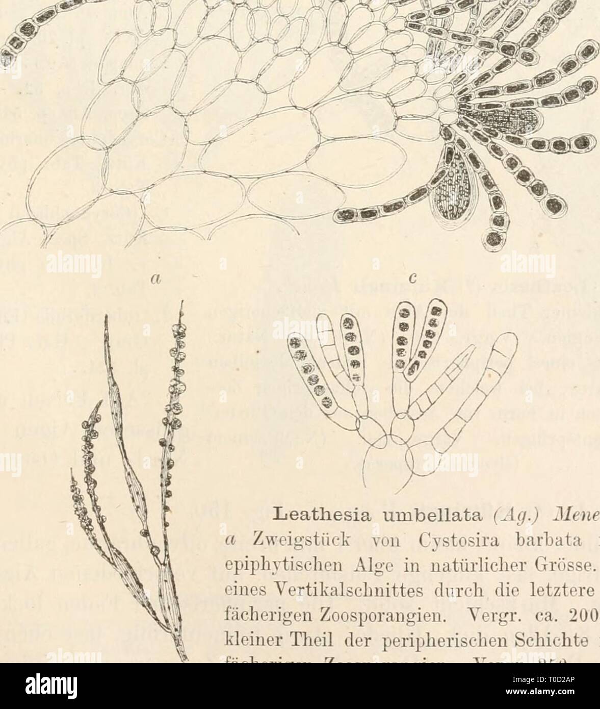 Dr L Rabenhorst's Kryptogamen-Flora von Dr. L. Rabenhorst's Kryptogamen-Flora von Deutschland, Oesterreich und der Schweiz drlrabenhorstskr02rabe Year: 1885  355 Corynephoni unibellata Ag. Aiifz. N. 25. L. umbellata Menegh. Alg. ital. ]). 307. — J. Ag. Spec. Alg. J. p. 51. Corynophlaea unibellata Kütz. Spec. Alg. p. 543. — Id. Tab. phyc. VIII. Tab. 2. — J. Ag. Till Alg. Syst. II. p. 21 (excl. syn. Cory- nophlaea tlaccida Kütz.). Im adriatischeii Meere; meist auf Cvstosira barbata. 2. L. (lifformis (L.) Ar es eh. Thallus nach dem Standorte sehr verschieden in der Grösse, von kaum 1 mm, bis 12 m Stock Photo