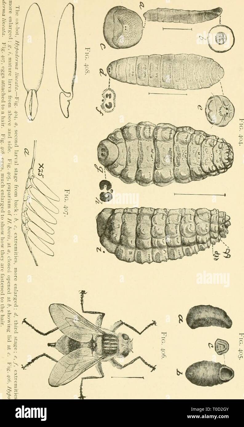 Economic entomology for the farmer Economic entomology for the farmer and fruit-grower economicentomolo01smit Year: 1906 Stock Photo