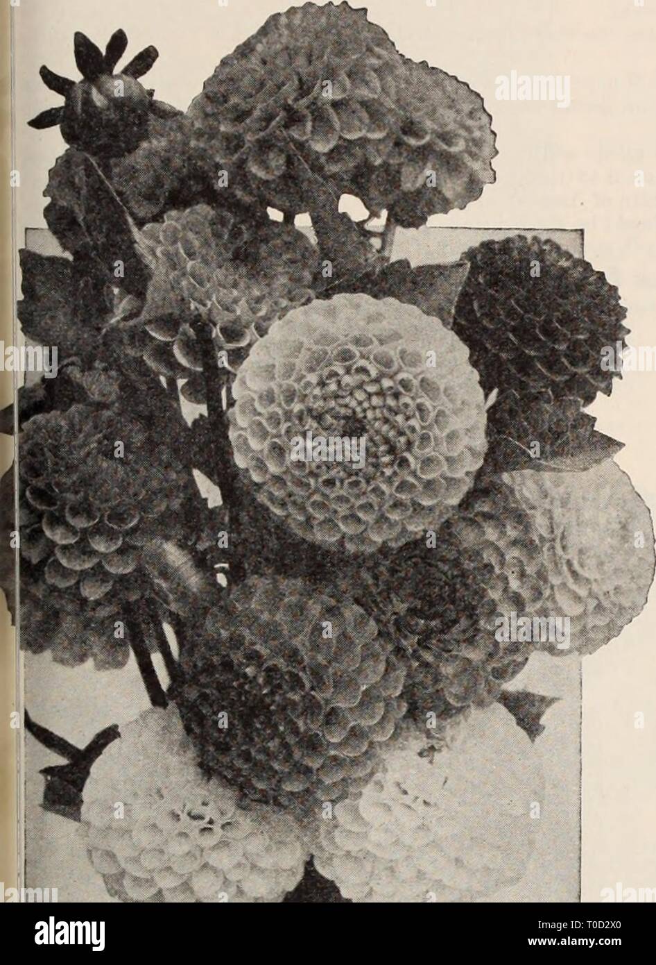 Dreer's garden book  Henry Dreer's garden book / Henry A. Dreer. dreersgardenbook1931dree Year:   ^GARDEN'i' GREENHOUSE PLANTS PH1MDELPHRR 147 Dreer's Dainty Double Pompon Dahlias These dainty little gems are admired by everybody and are deservedly growing in popular favor. They bloom most profusely from early in the season until frost, furnishing at all times an abundance of perfect flowers on good stems suitable for cutting, for which purpose they are exceptionally well adapted, lending themselves admirably to house and particularly to table decoration, where larger Dahlias would be out of p Stock Photo